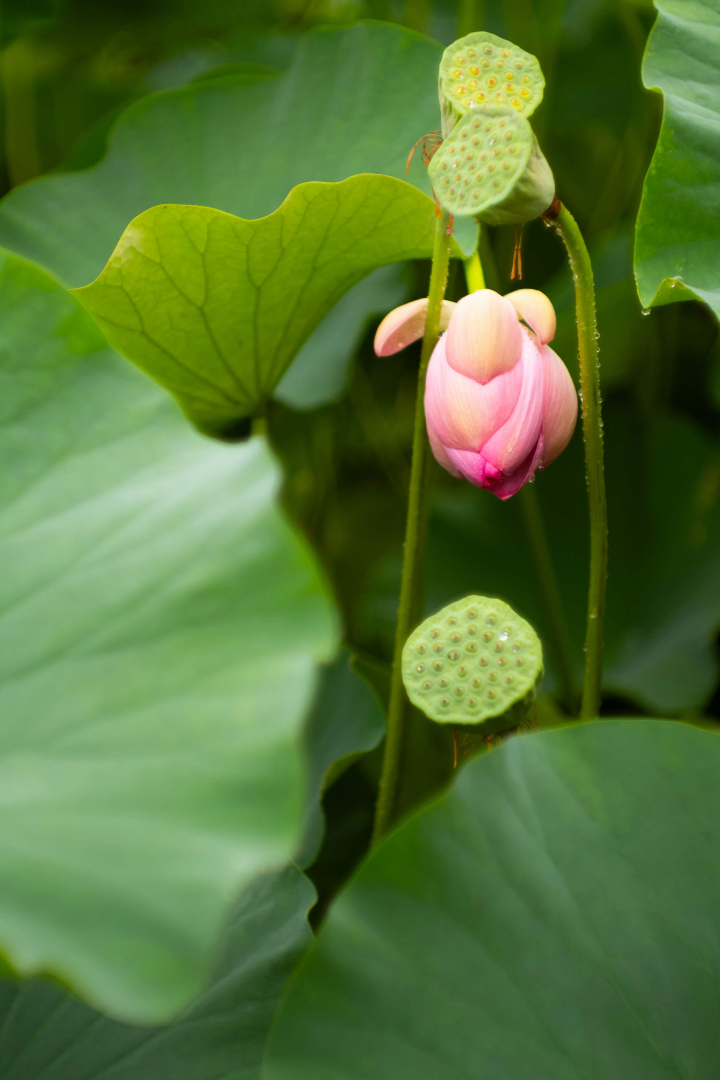 ハスのつぼみと葉が重なる水辺の花