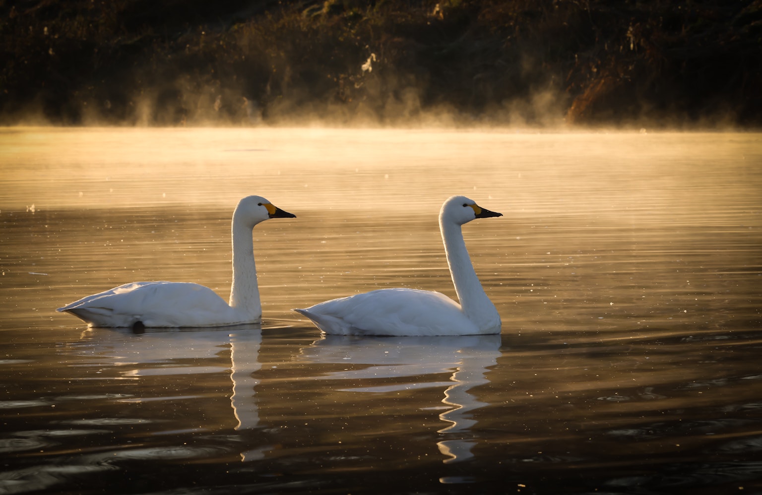 Due cigni che nuotano su una superficie d'acqua calma circondata da nebbia