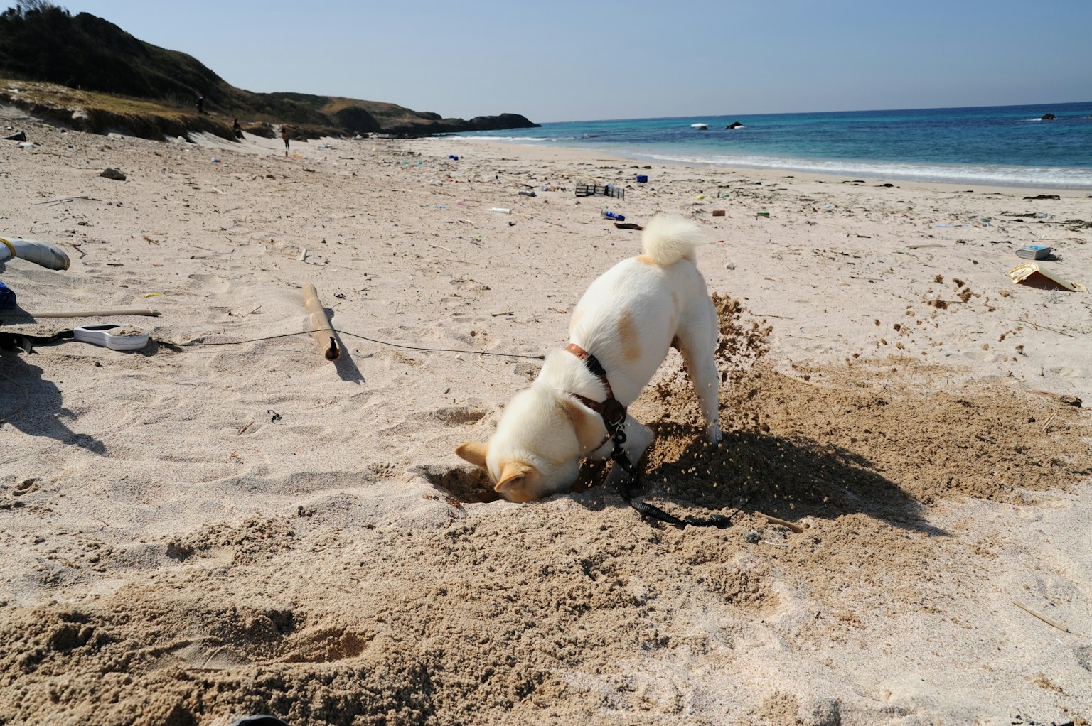 Un cane che scava nella sabbia sulla spiaggia