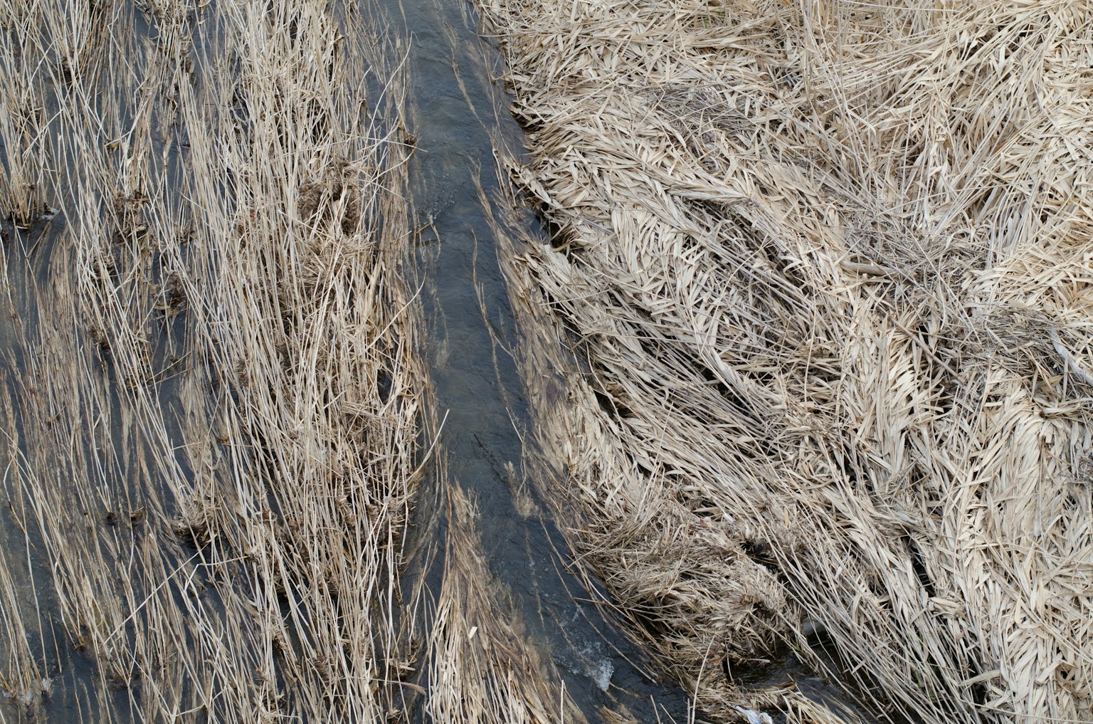 Landscape featuring dry grass and a dark line