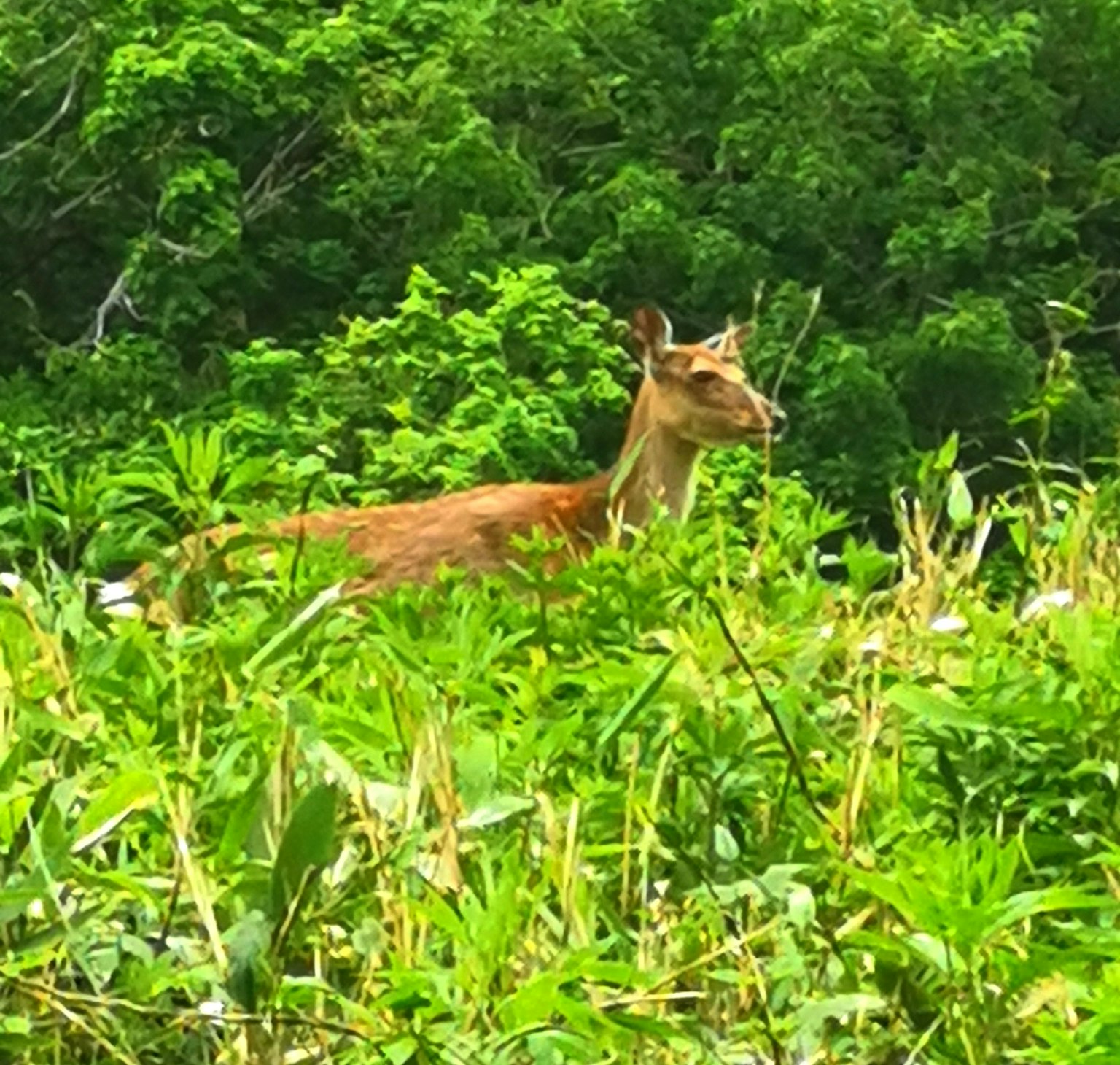A deer standing in a green field surrounded by lush vegetation