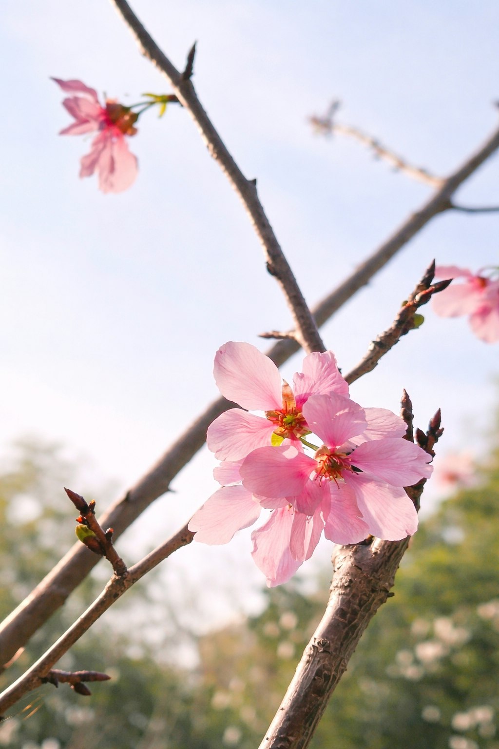 日照春の桜の花が枝に咲く風景