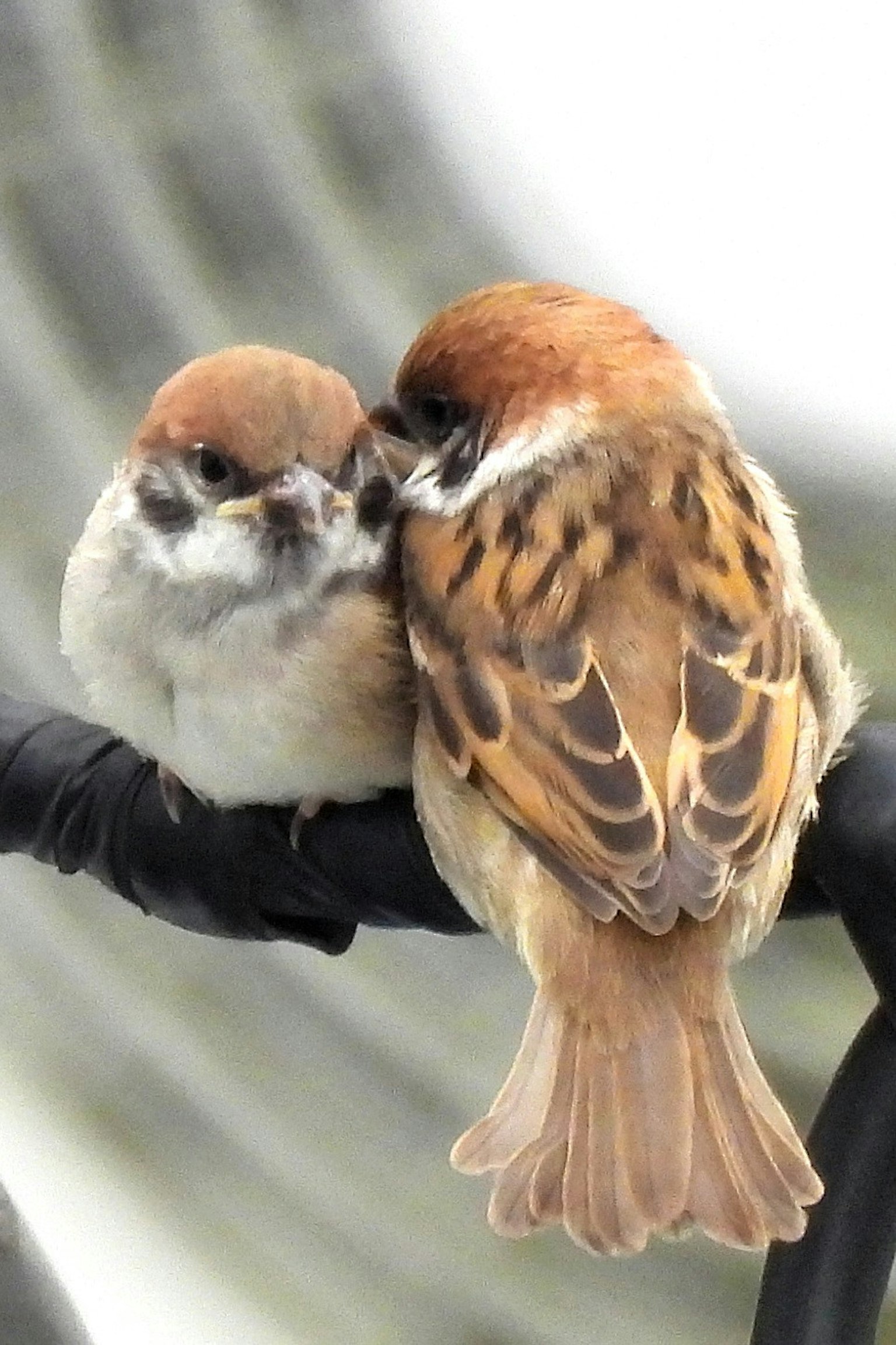 二羽のスズメが寄り添っている様子が描かれた画像