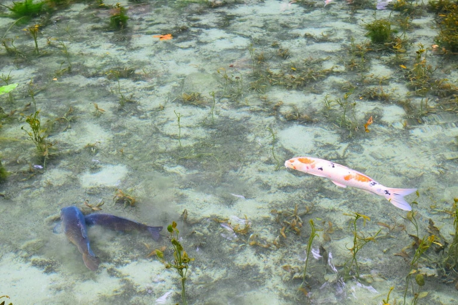 Agua clara mostrando un pez azul y un pez blanco nadando