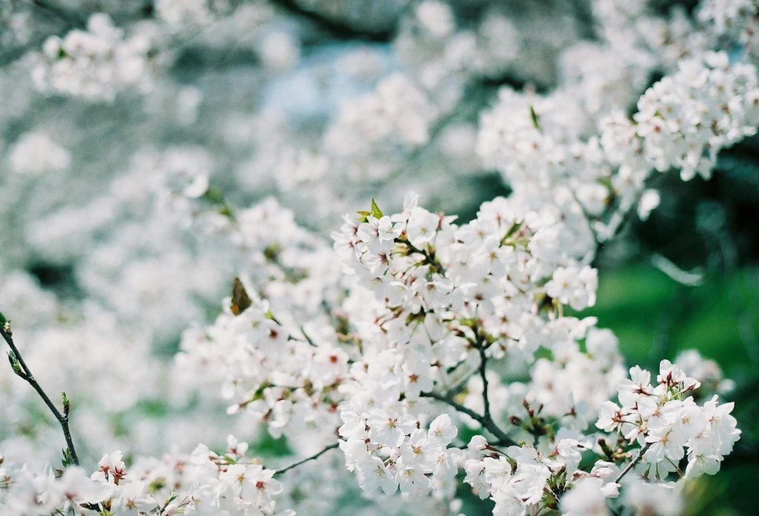 Close-up of blooming white cherry blossoms on branches
