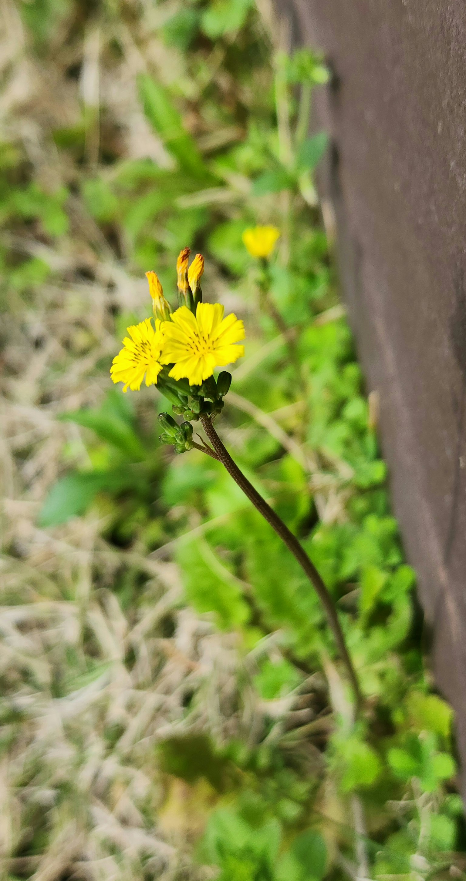 A close-up of a yellow flower growing near green grass