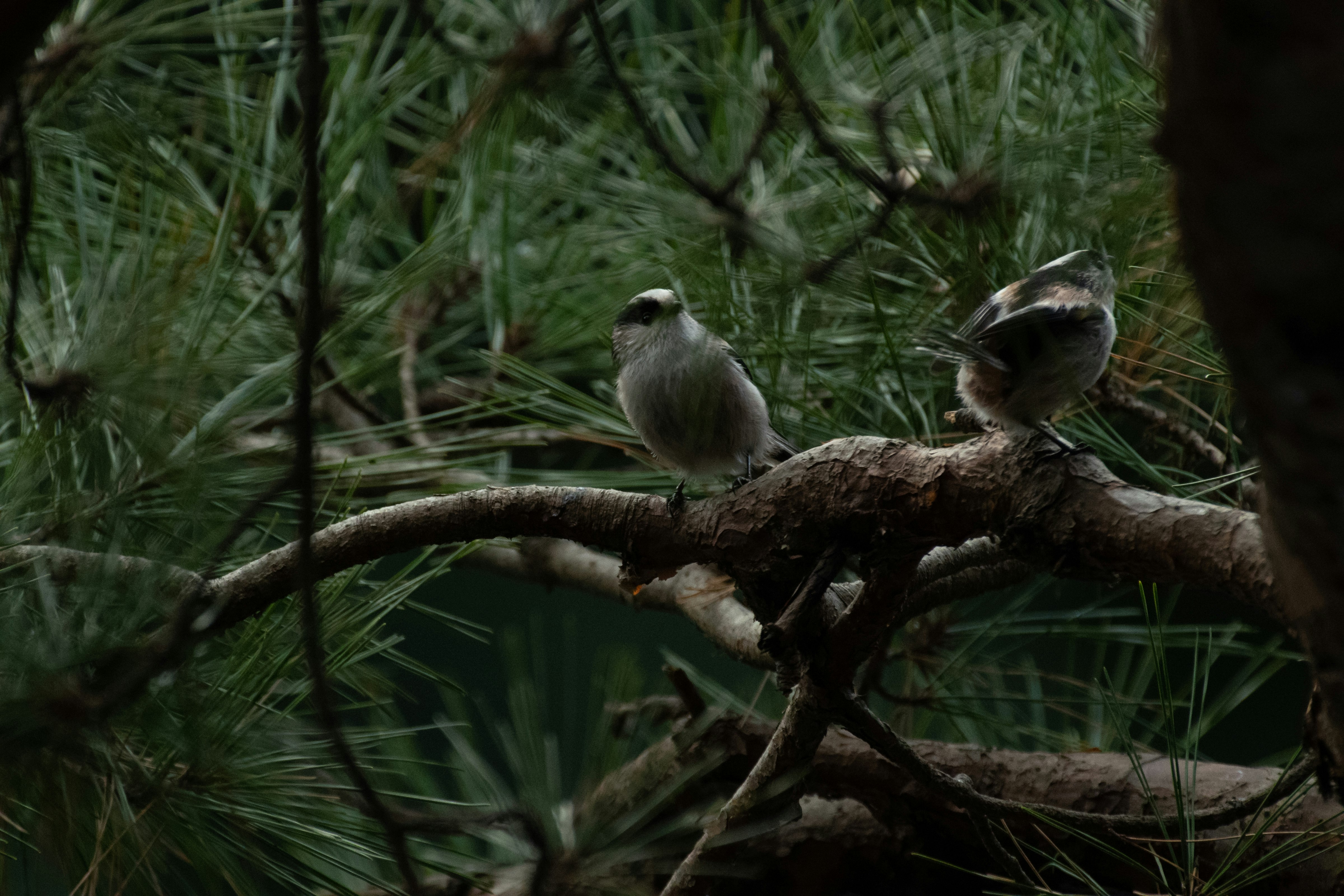 Wildvögel auf einem Ast in dichtem Gras und Unterholz