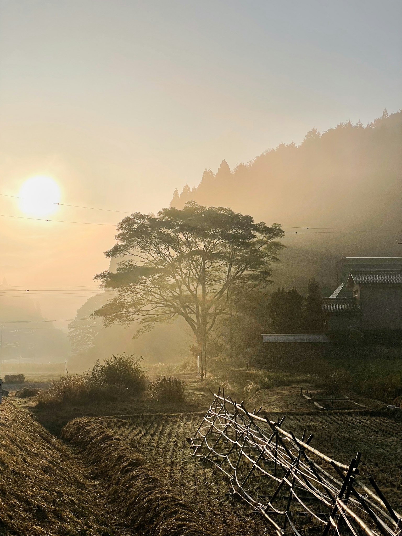 Landscape featuring a large tree in fog with the rising sun