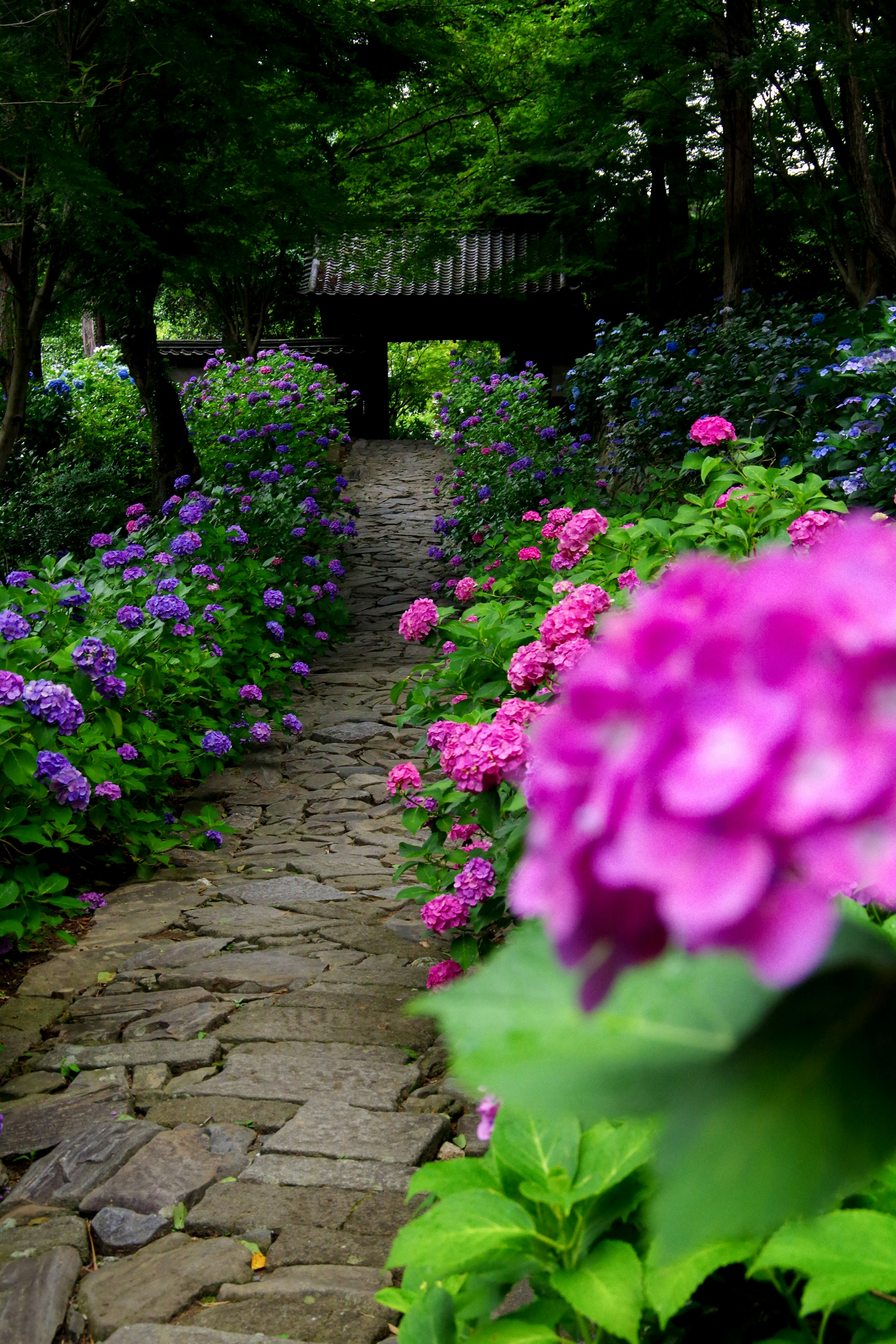 瑞雲山 本光寺の石畳の小道に咲く紫陽花の花
