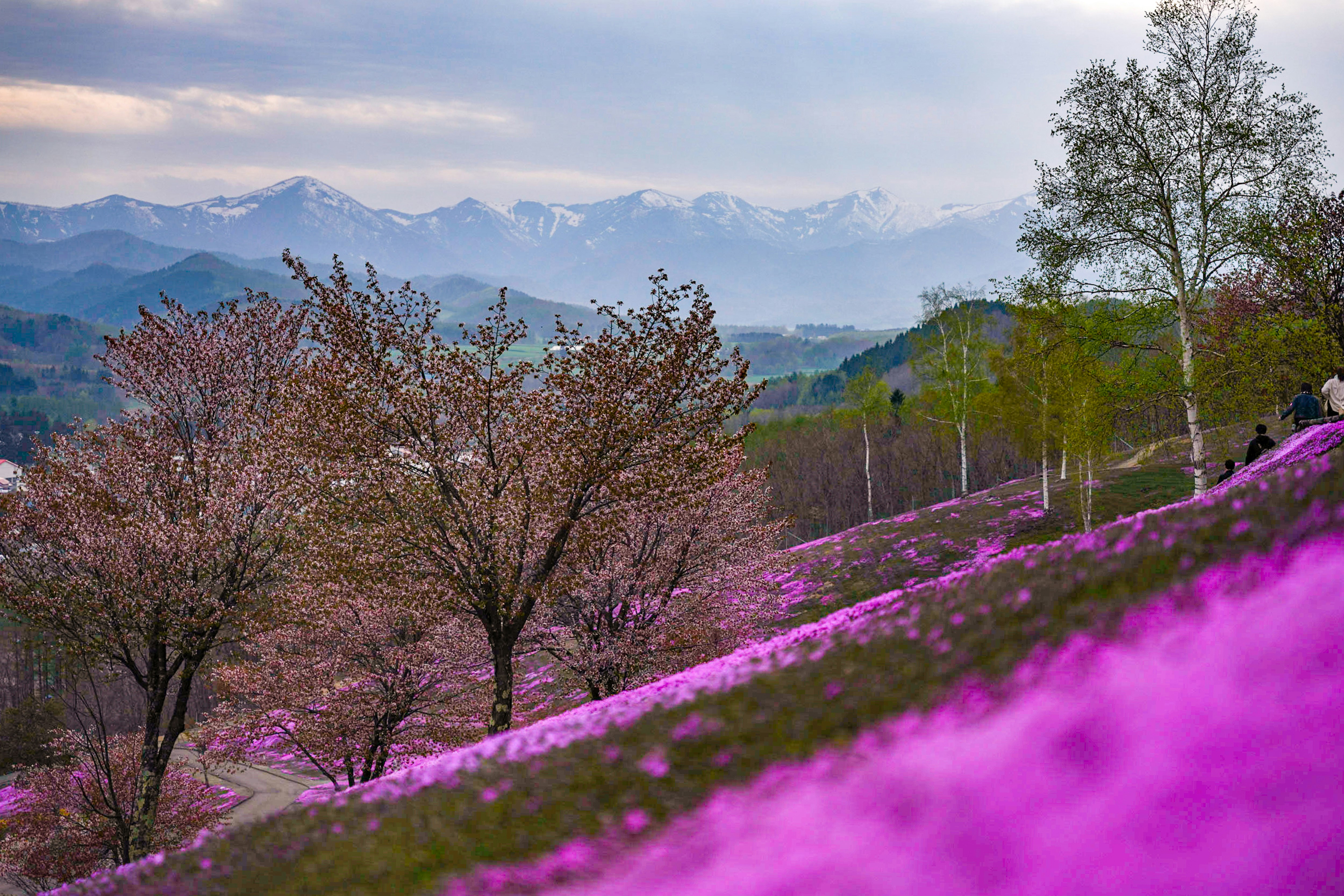 芝桜の丘に咲く桜と花木、山並みを望む景色