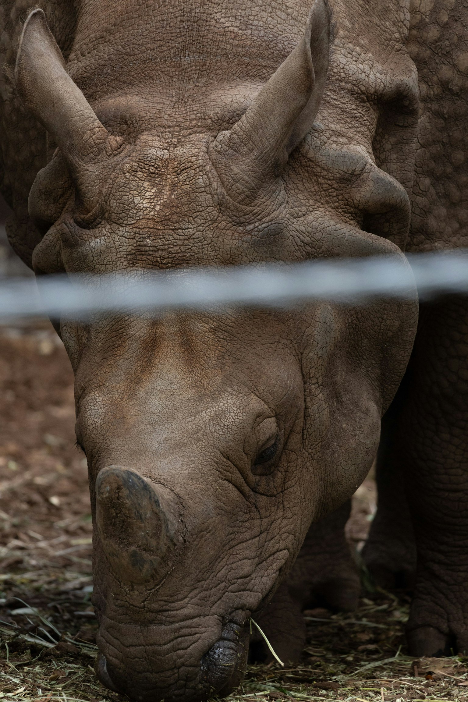 Close-up of a rhinoceros grazing on grass