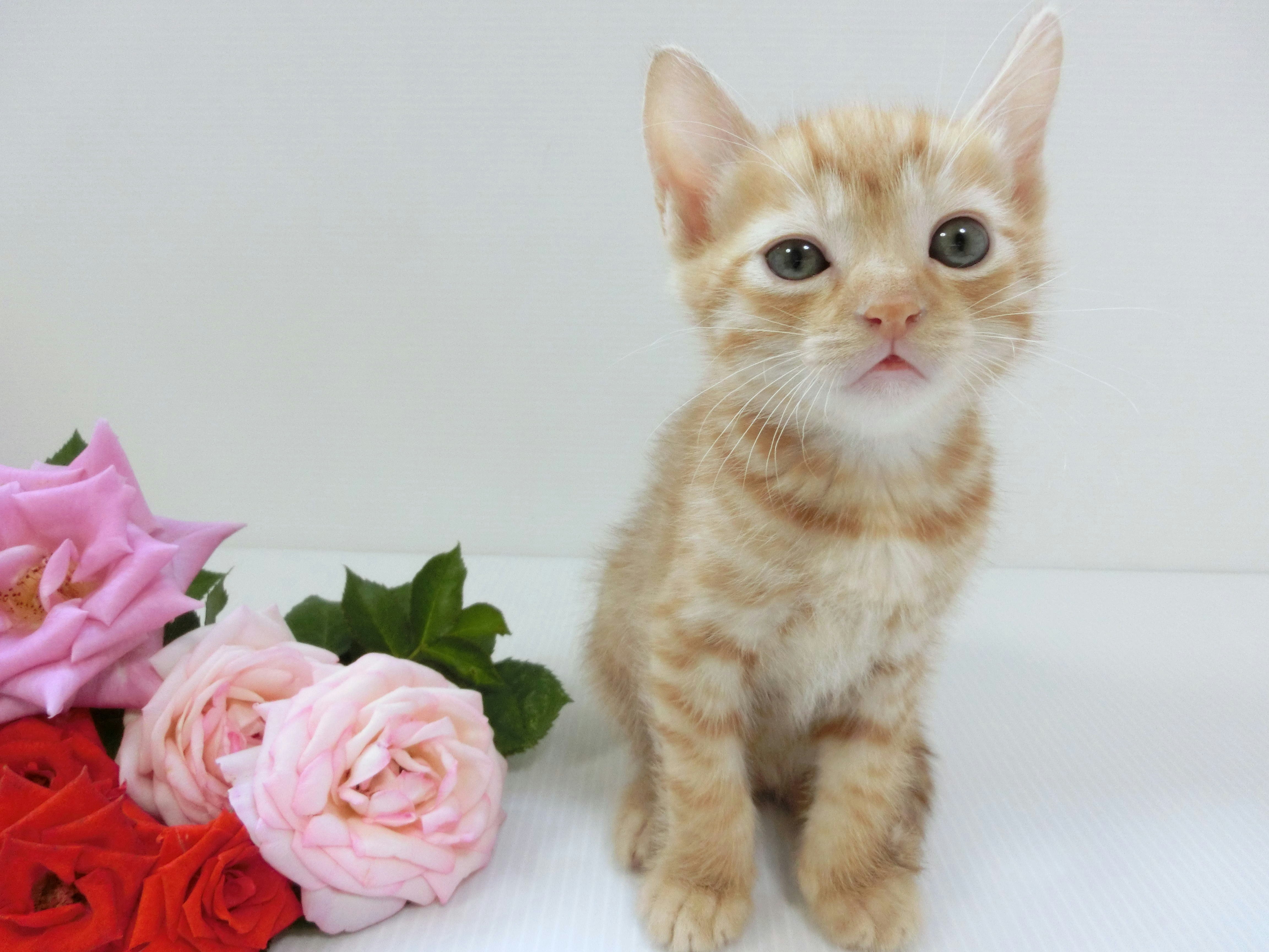 花束旁的小貓