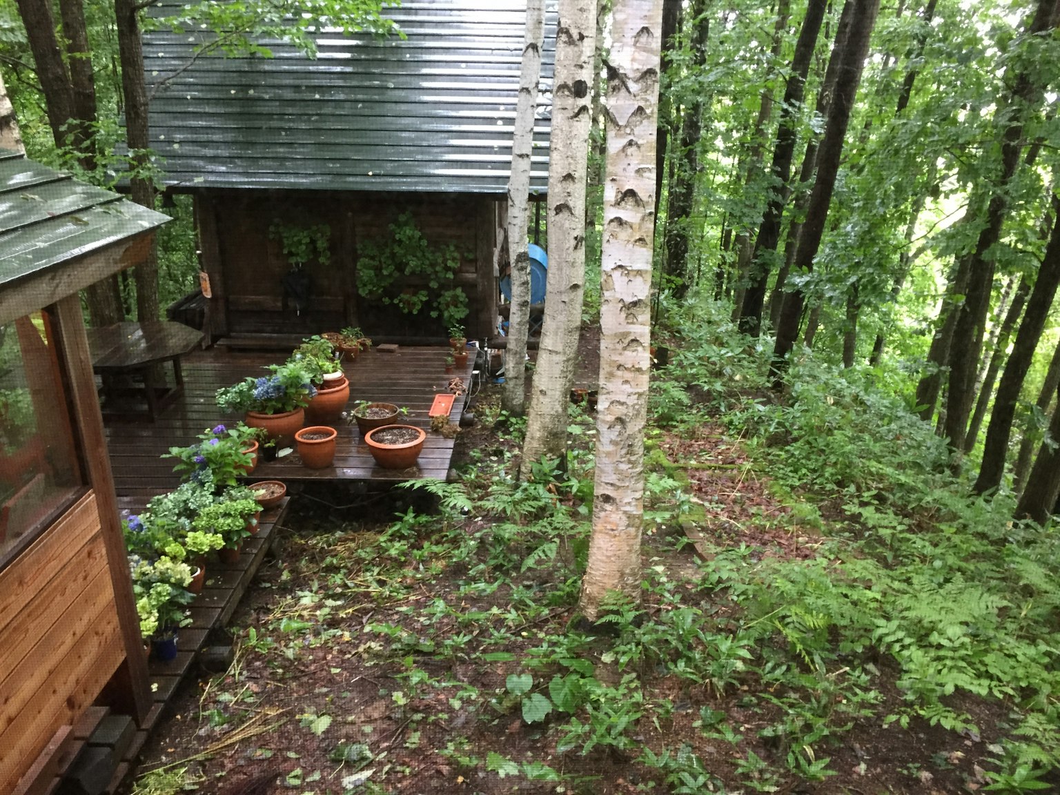 Cabaña en el bosque con una mesa de plantas