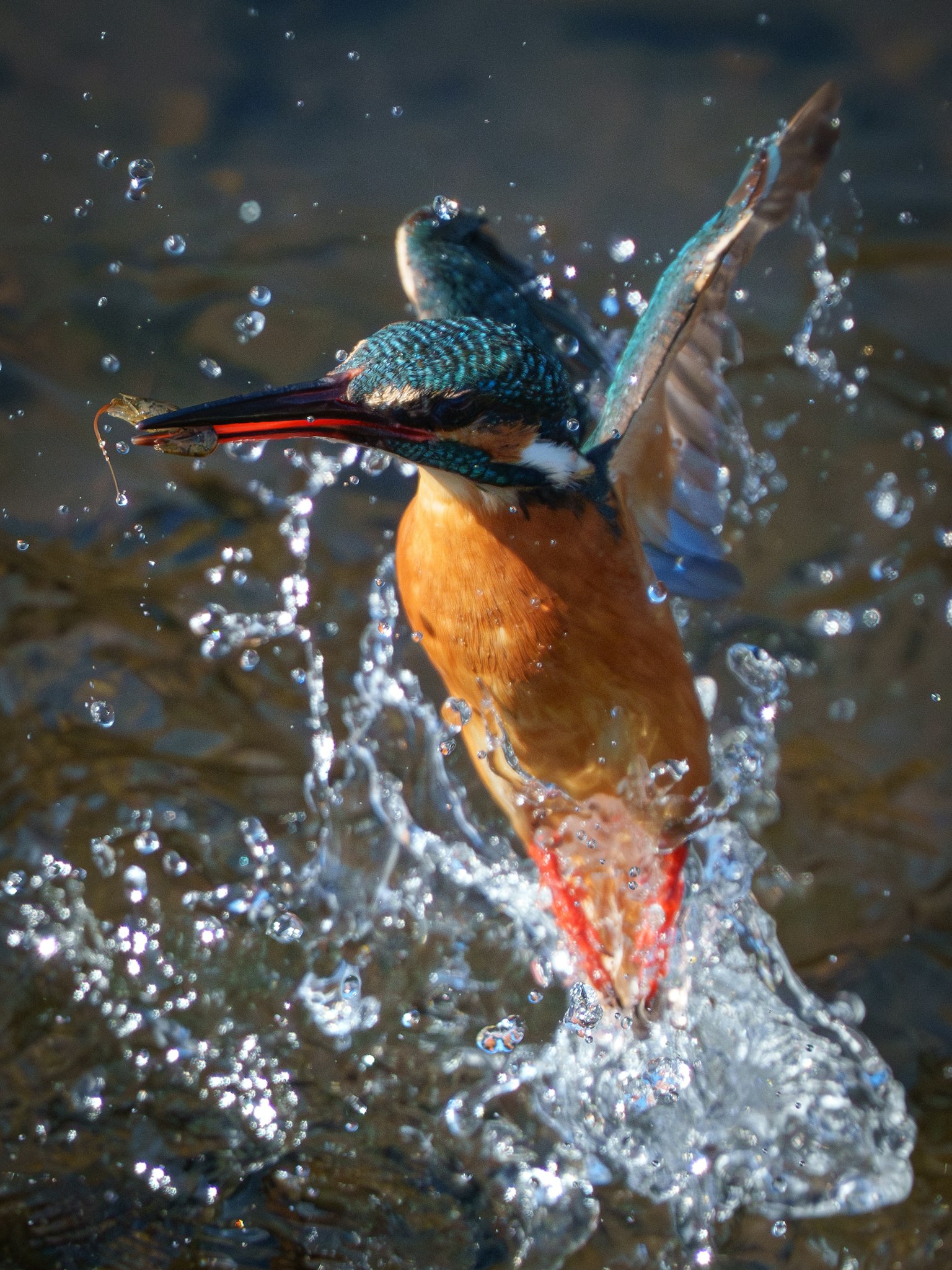 Un martin-pêcheur émergeant de l'eau avec des plumes vibrantes et des éclaboussures