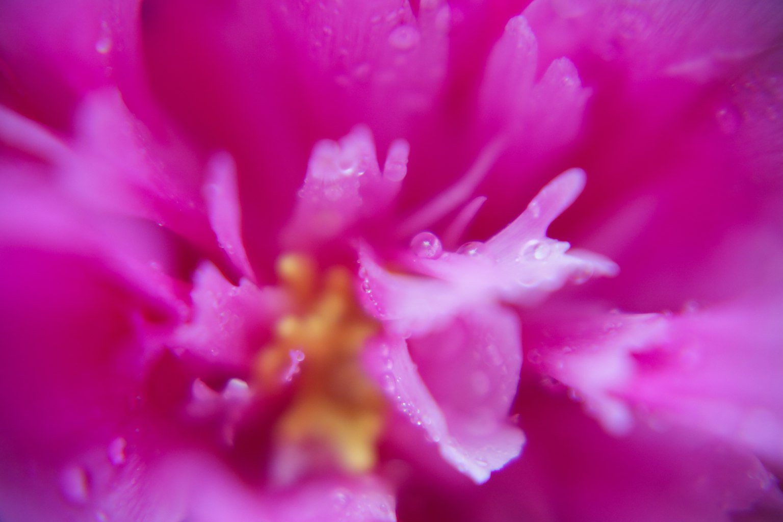 Gambar close-up bunga pink dengan benang sari kuning di tengah