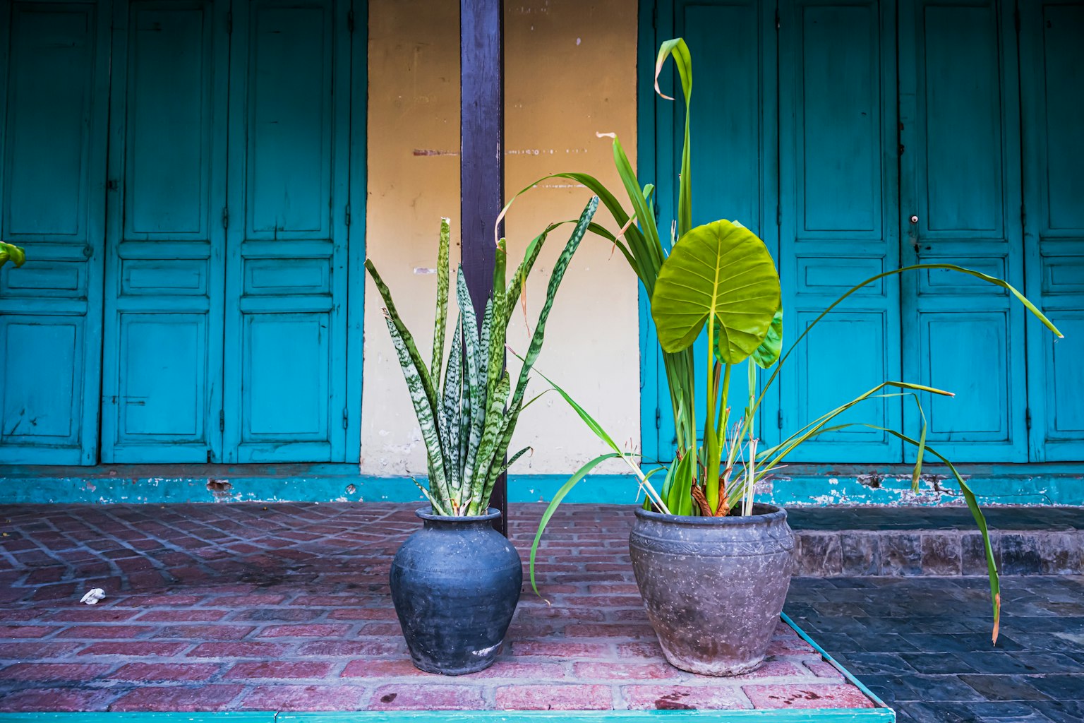 Dua tanaman pot di depan pintu turquoise dengan lantai rustic