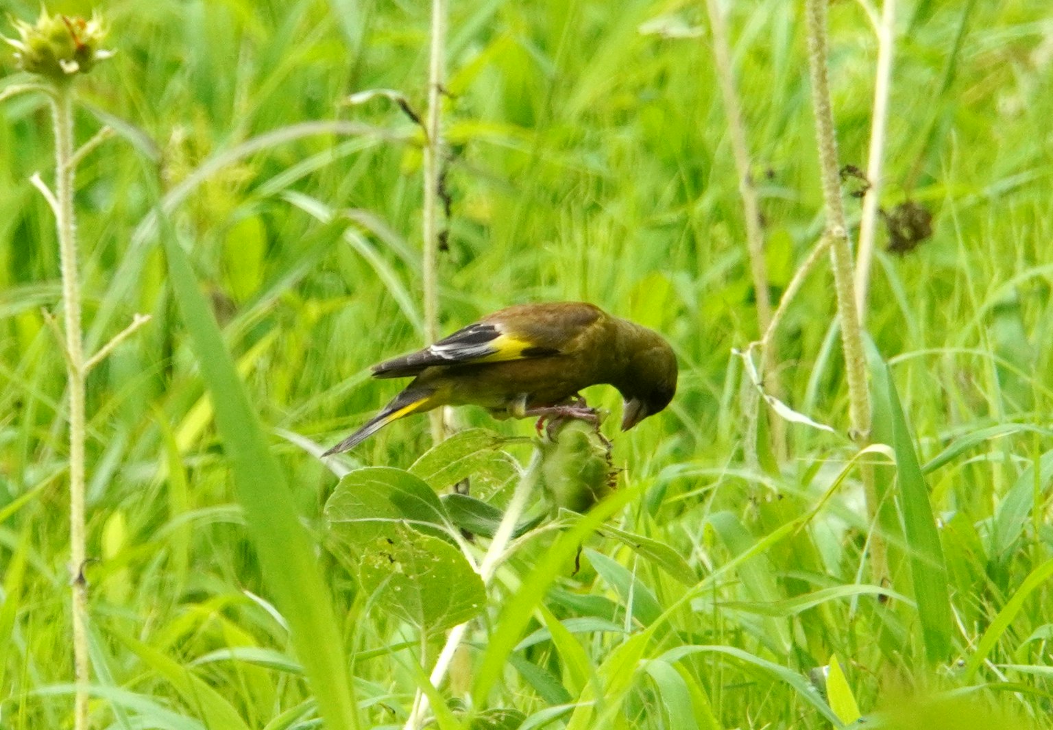 Green bird foraging in tall green grass