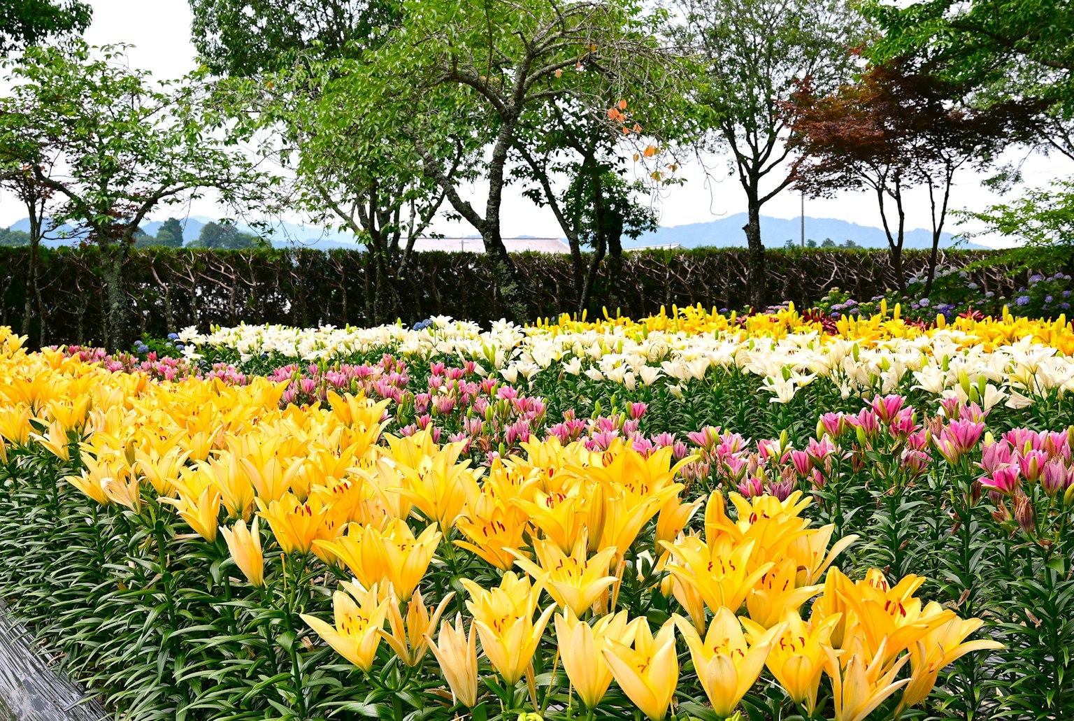 色とりどりのユリの花が咲く庭園の風景 黄色いユリとピンクのユリが並ぶ美しい景色