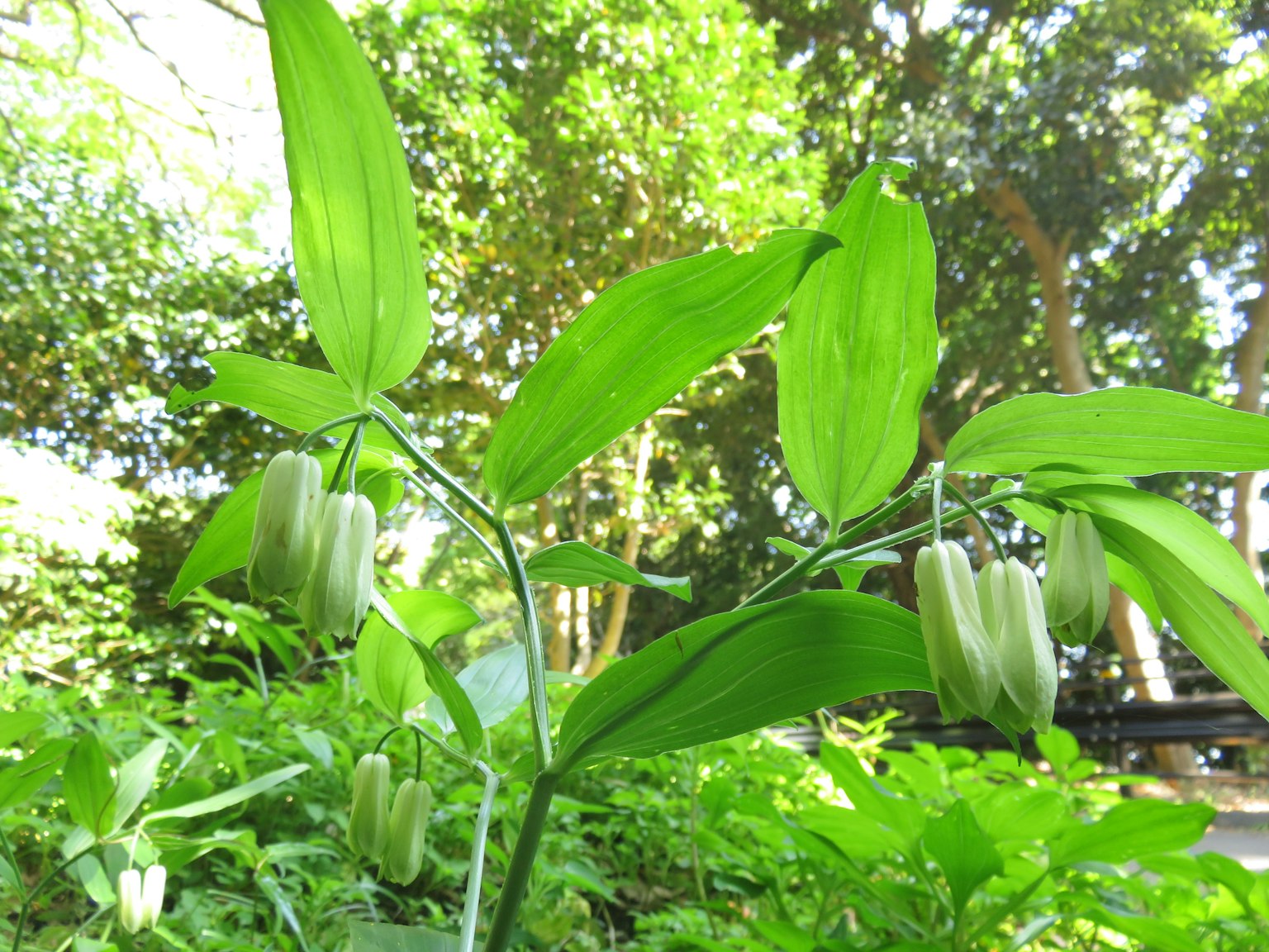 綠色葉子和花苞的植物特寫