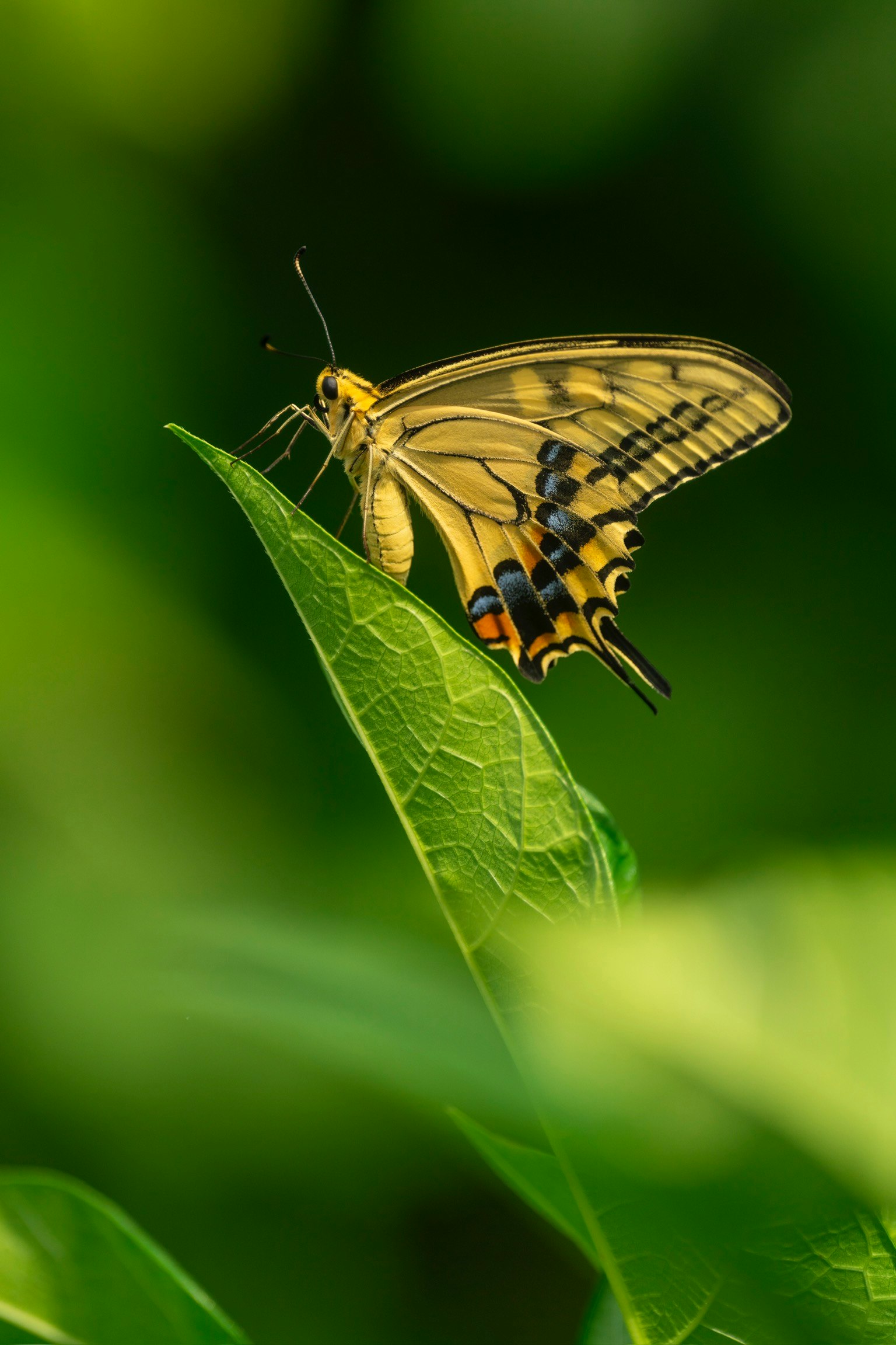 Primo piano di una farfalla gialla che riposa su una foglia verde con bellissimi motivi e dettagli fini
