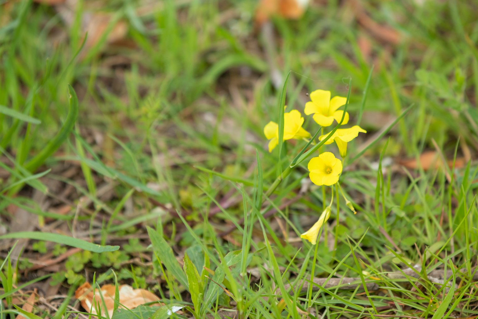 Petites fleurs jaunes fleurissant parmi l'herbe verte