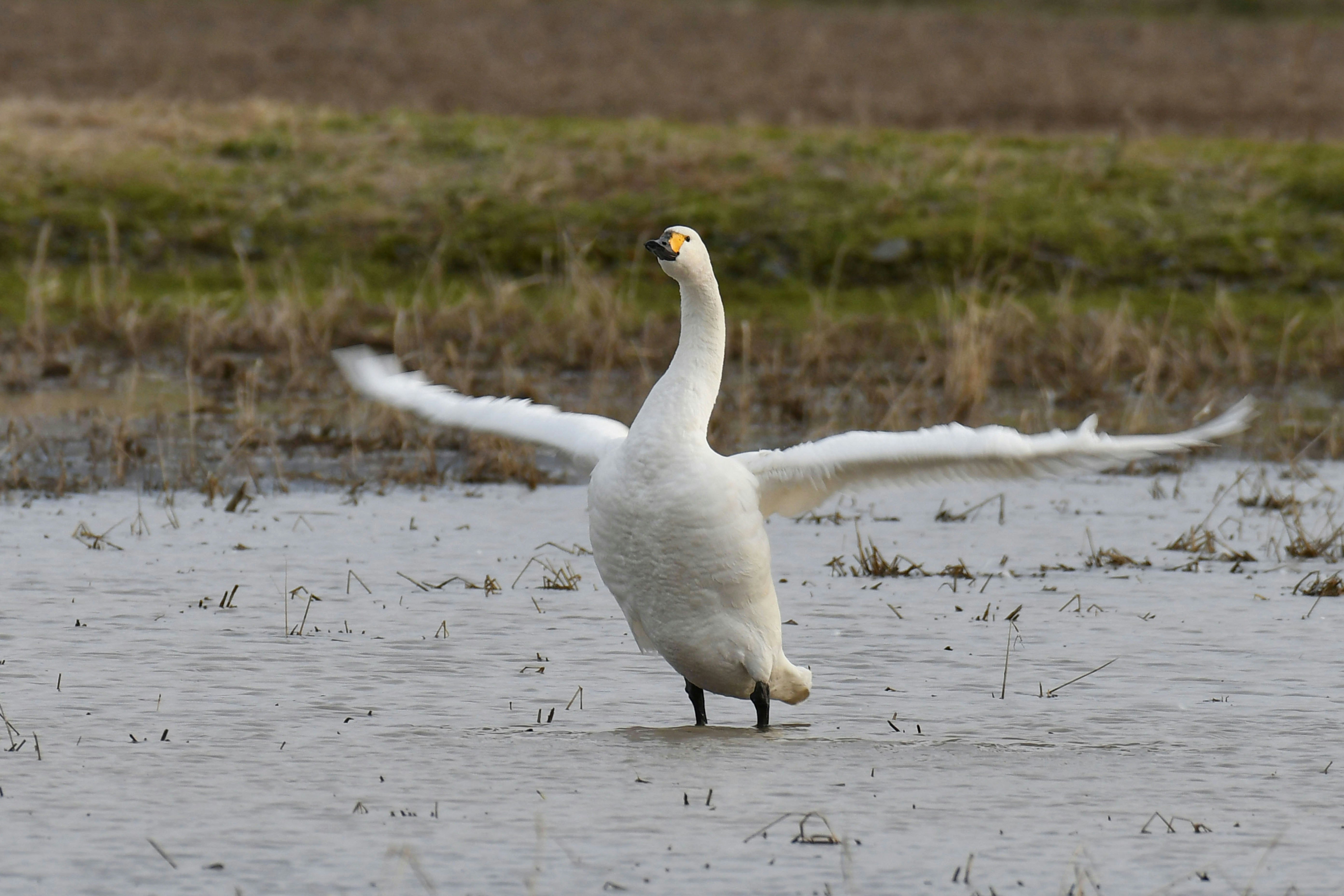 湿地の草地に立つ白いガチョウ