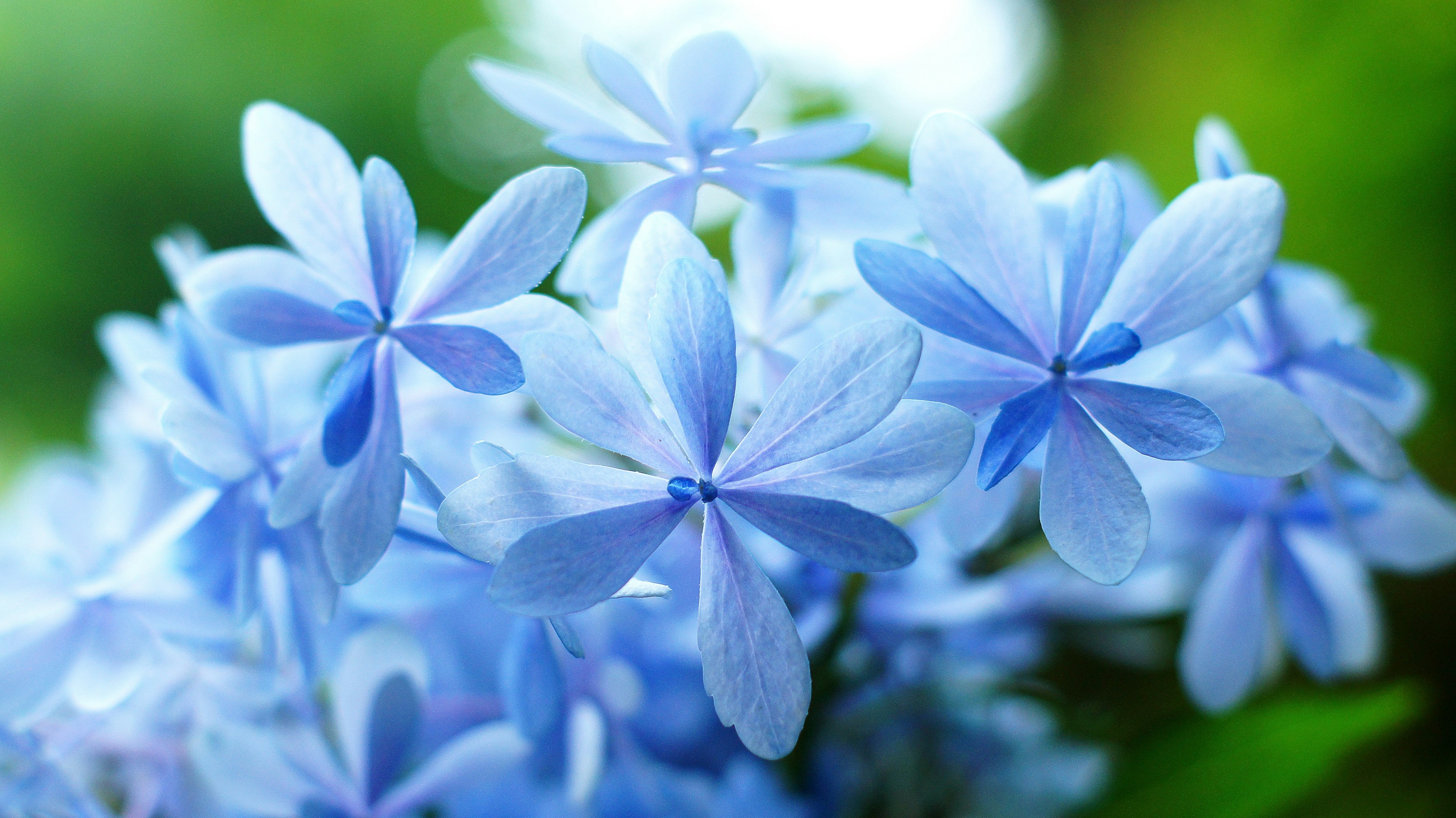 Close-up of blue hydrangea blossoms
