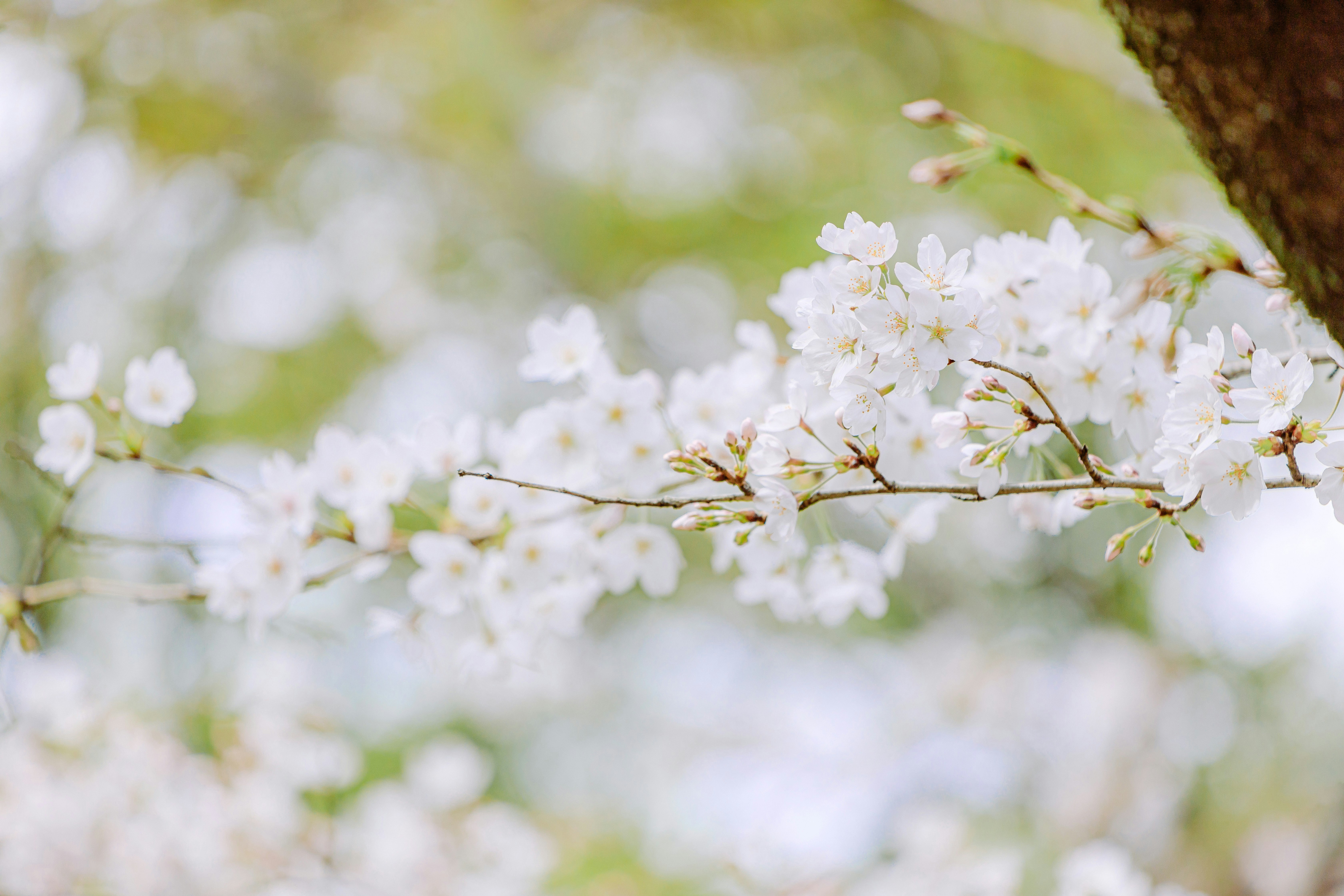 桜の花が枝先に咲く春の花景色