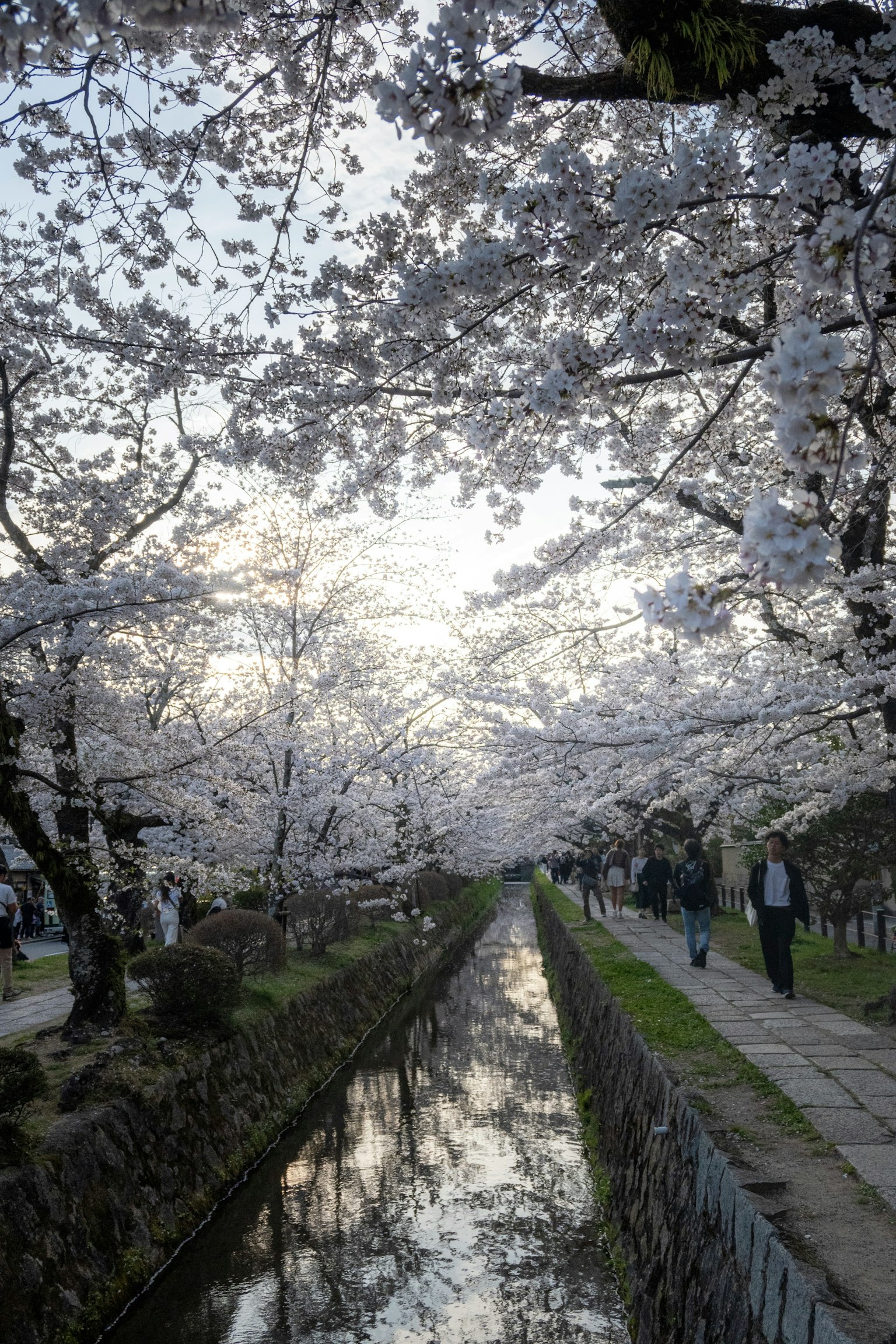 Vue pittoresque d'arbres en fleurs le long d'un chemin et se reflétant dans un canal