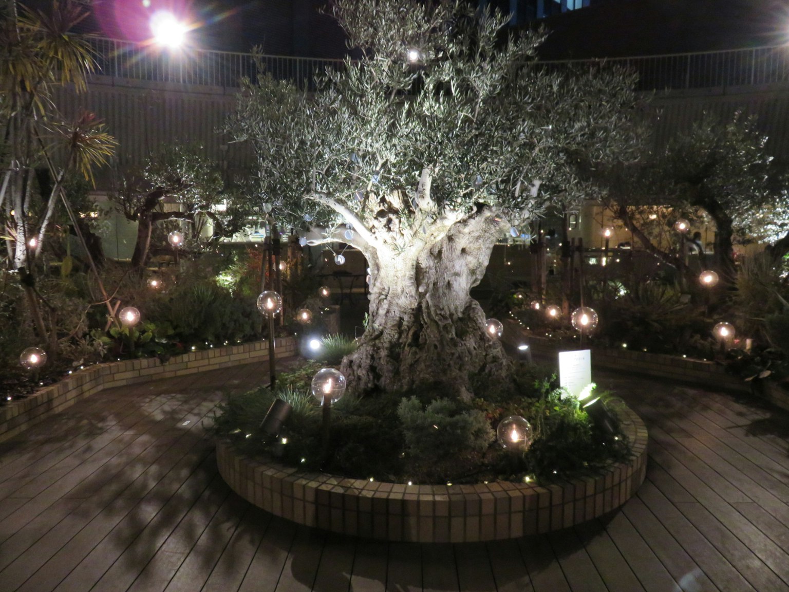 Scena notturna di un ulivo illuminato in un giardino