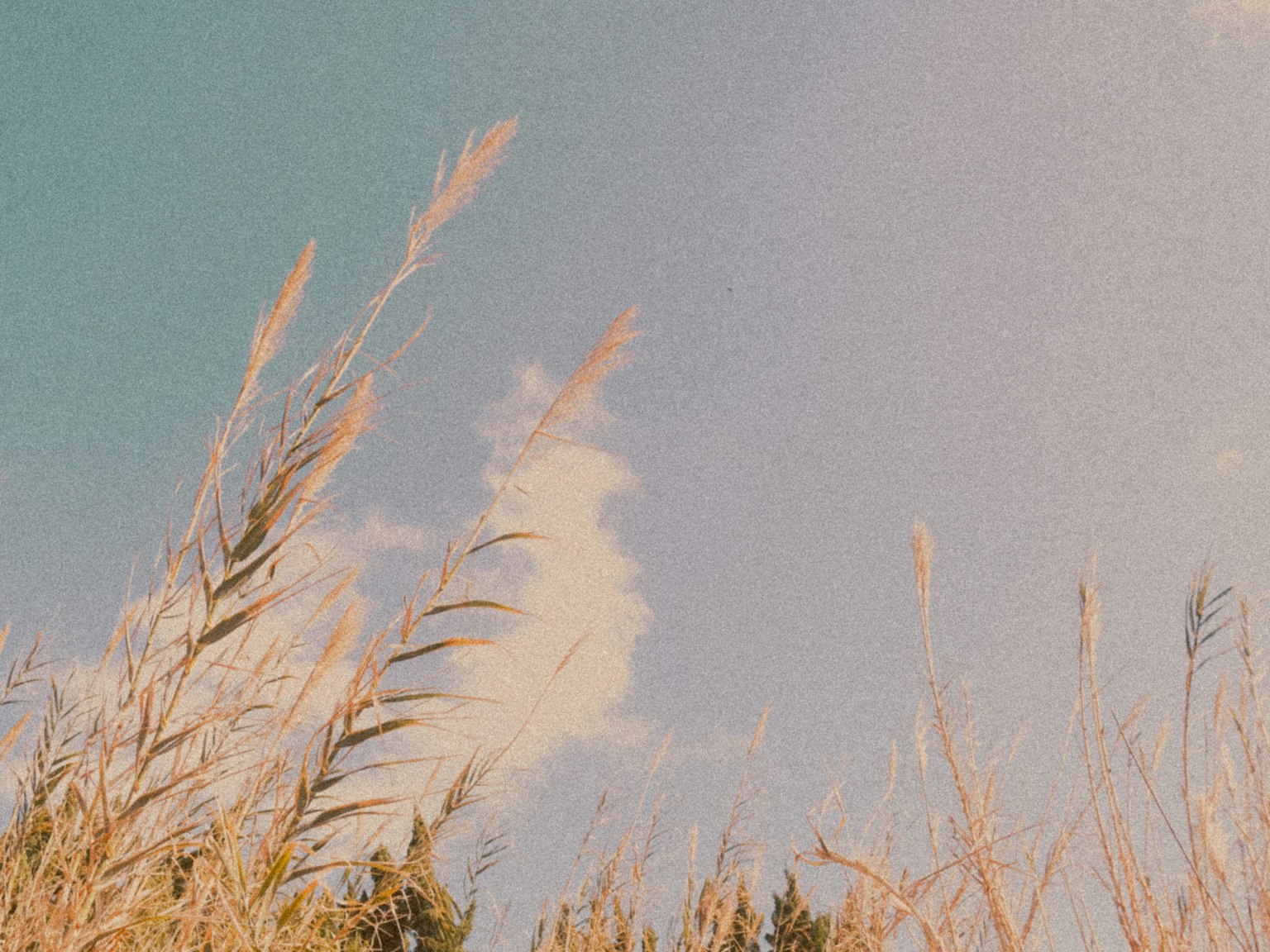 Golden grasses against a blue sky with white clouds