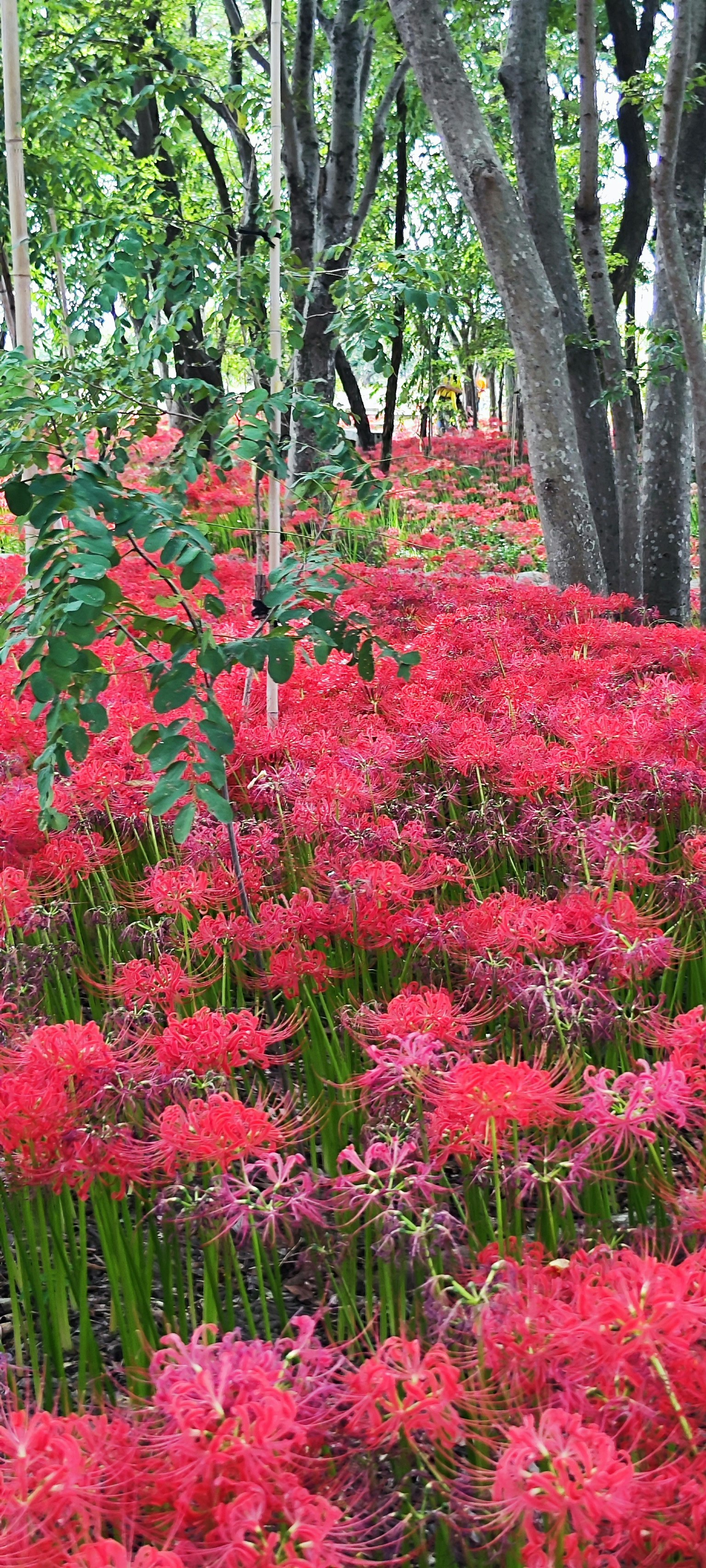 A forest scene with blooming red spider lilies