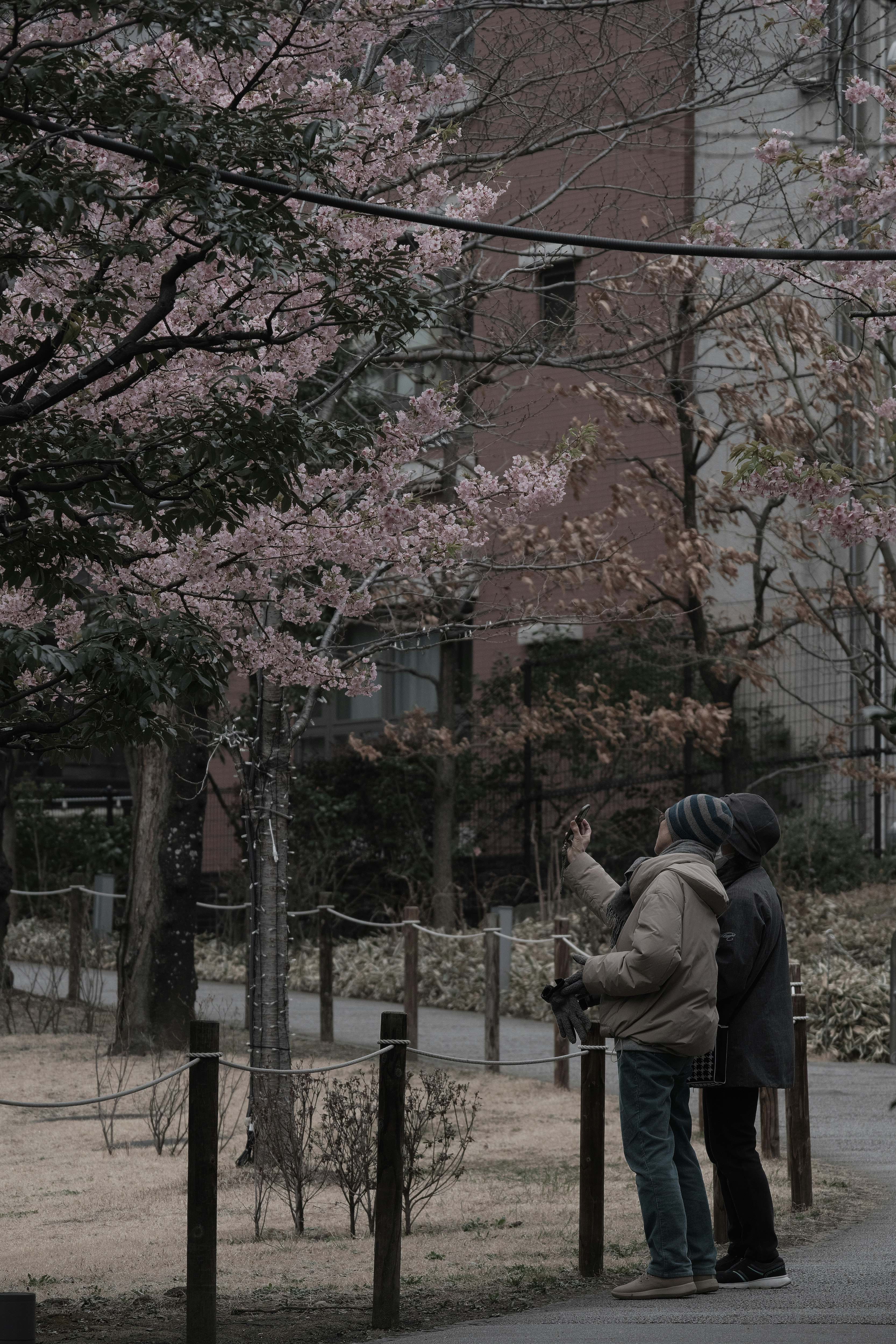 河津桜の並木で撮影するご夫婦のスナップ
