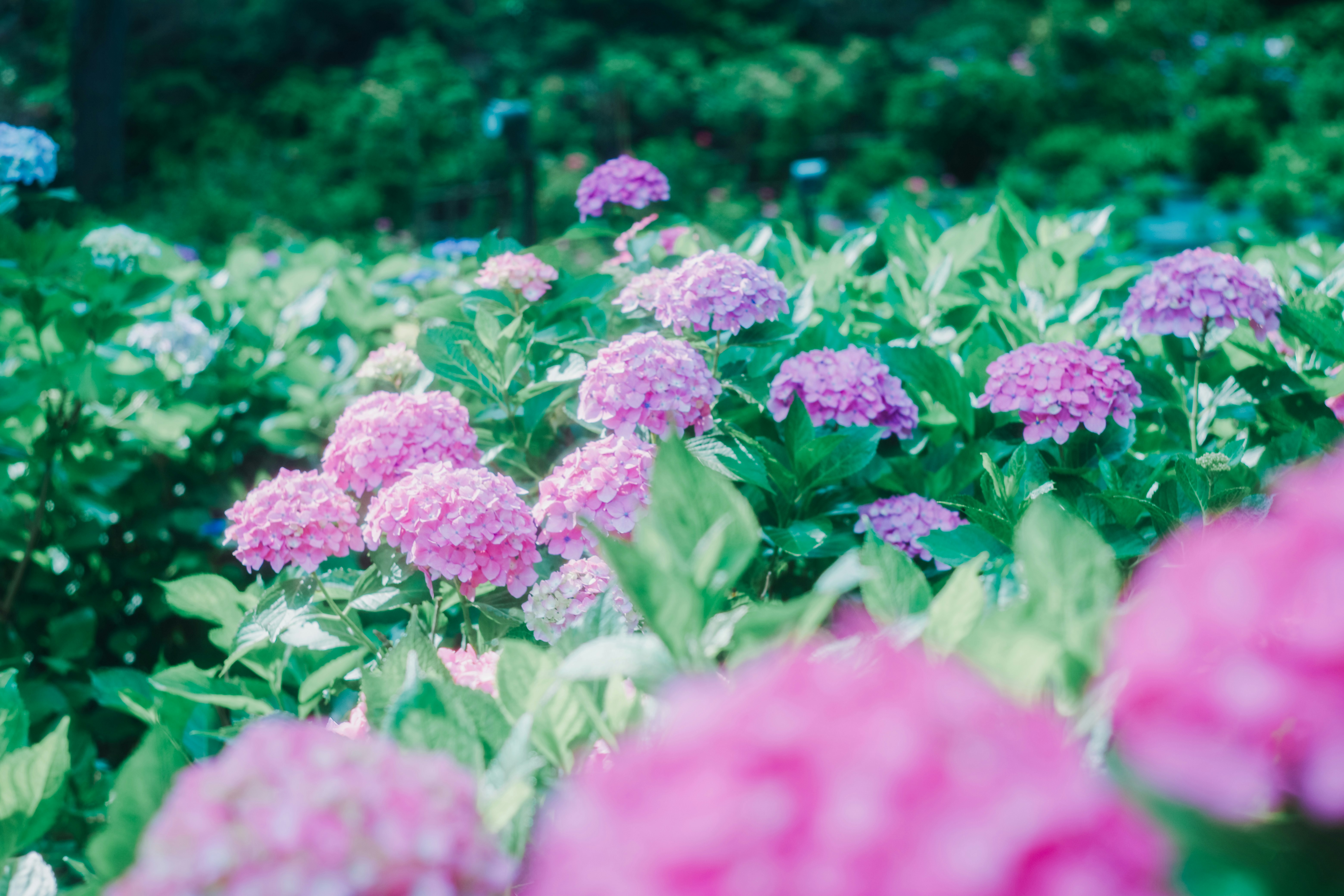 ピンクのアジサイが咲く花畑の風景