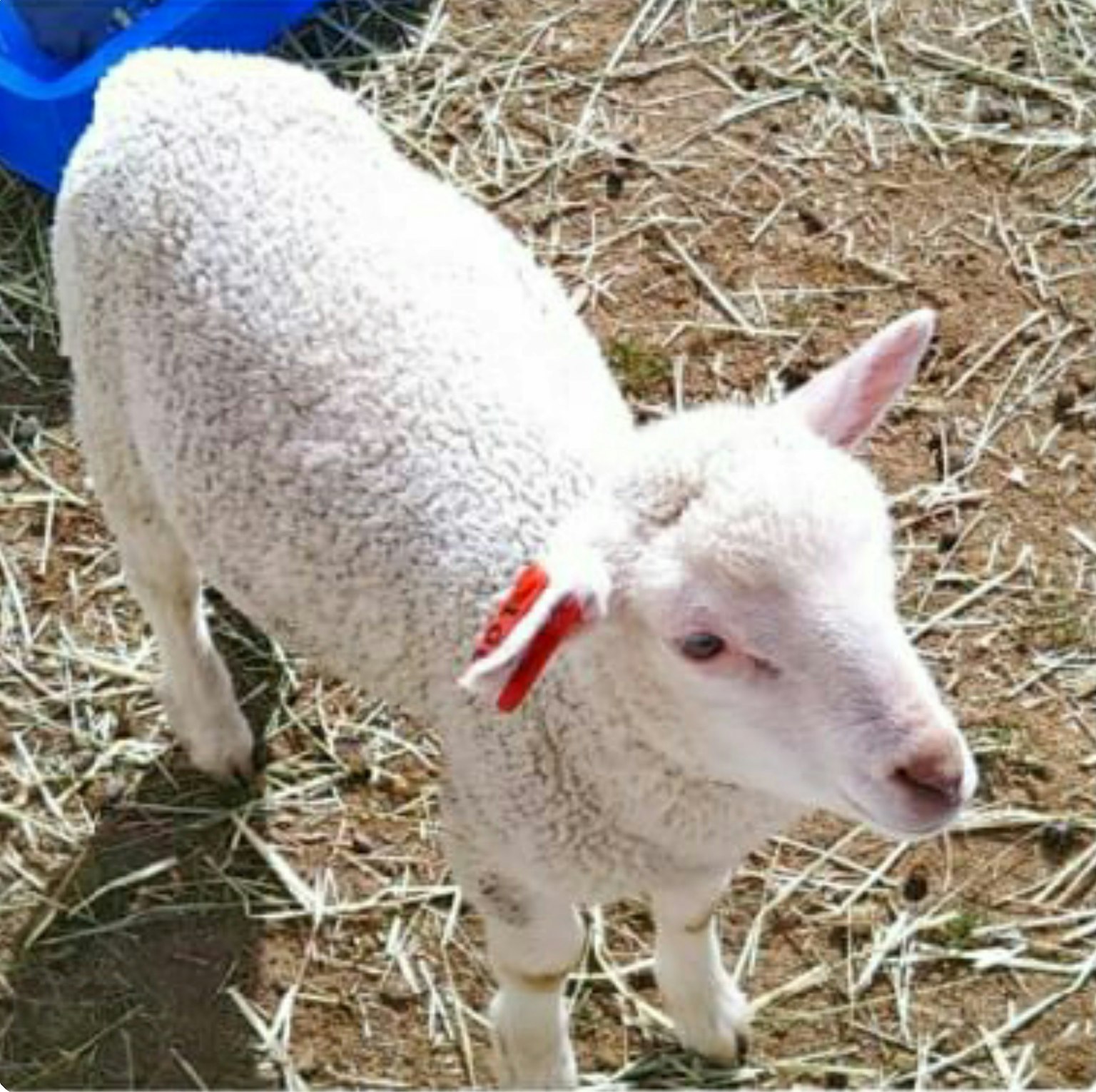 Un agneau blanc debout sur de la paille avec une étiquette rouge à l'oreille