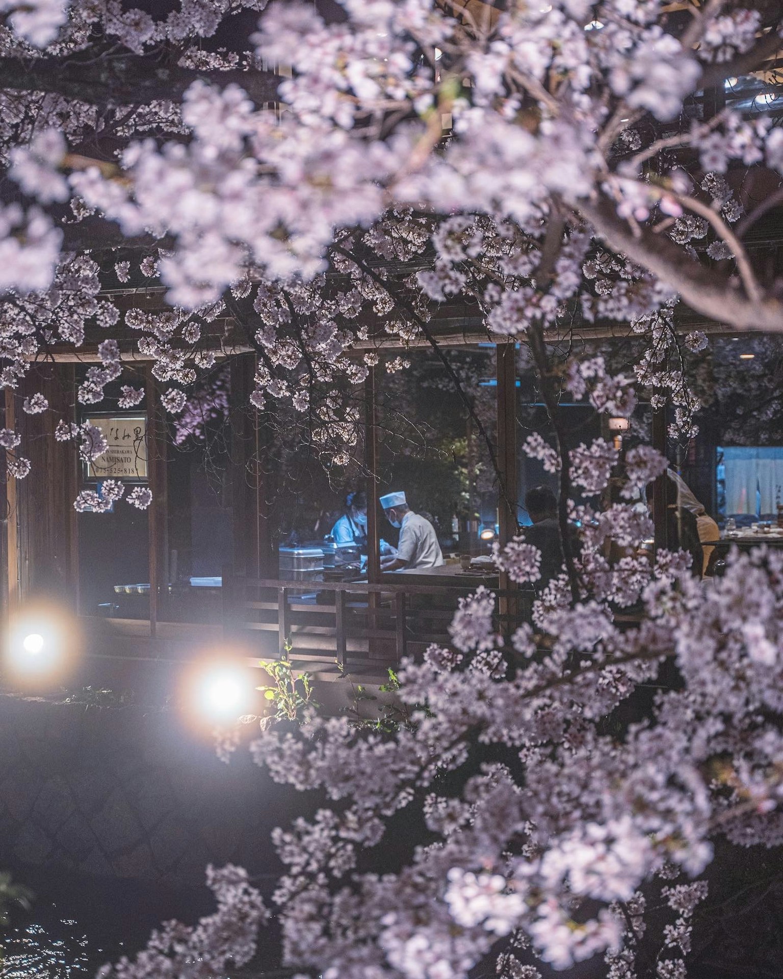 夜晚靜謐花園中的櫻花圍繞場景