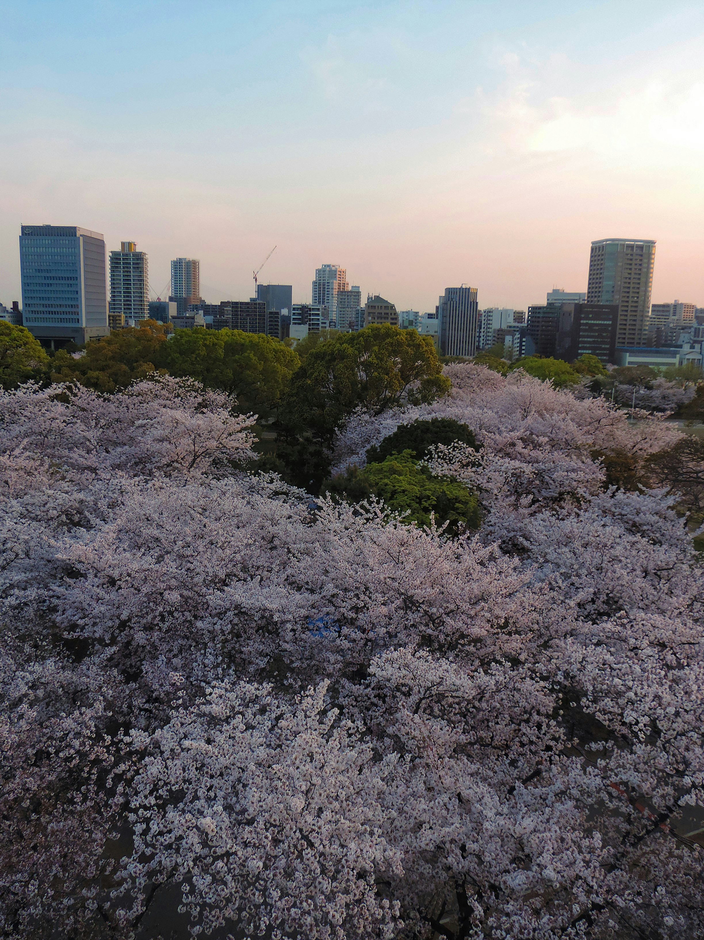 早朝の福岡城跡で咲く桜と朝焼けの街並み