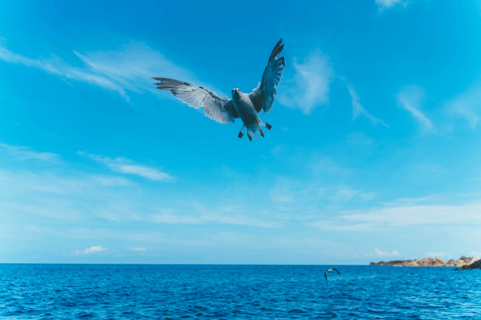 Ein weißer Vogel fliegt über einen blauen Ozean unter einem klaren Himmel