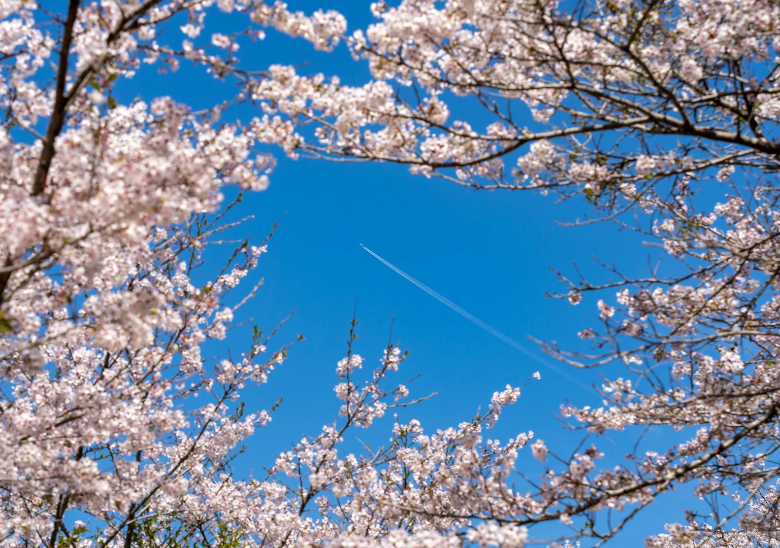 Bella vista di fiori di ciliegio contro un cielo blu