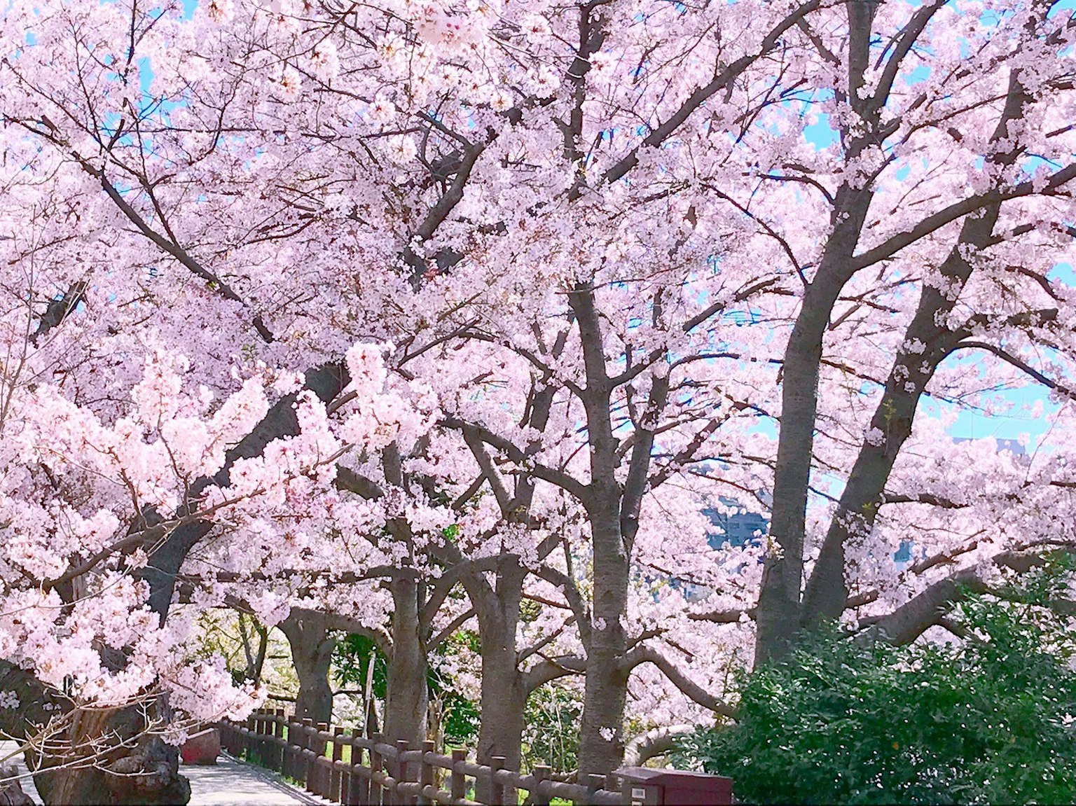 Arbres de cerisier en fleurs dans un parc