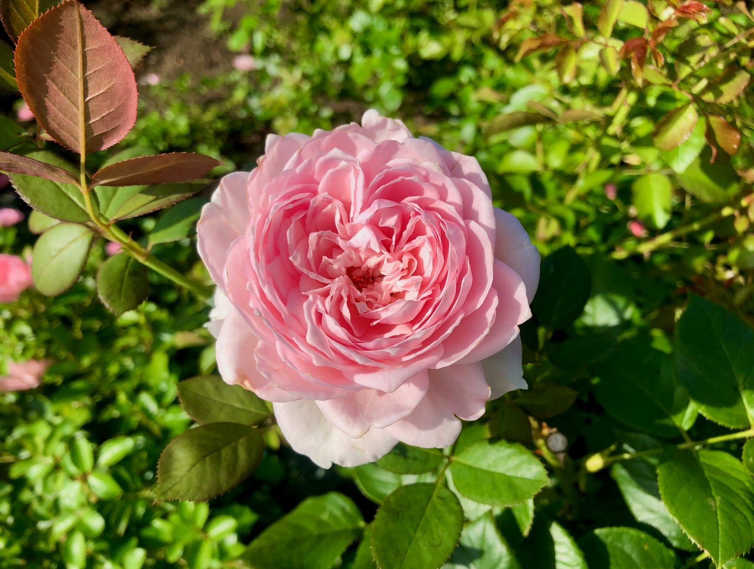 Une rose rose pâle en fleurs entourée de feuilles vertes