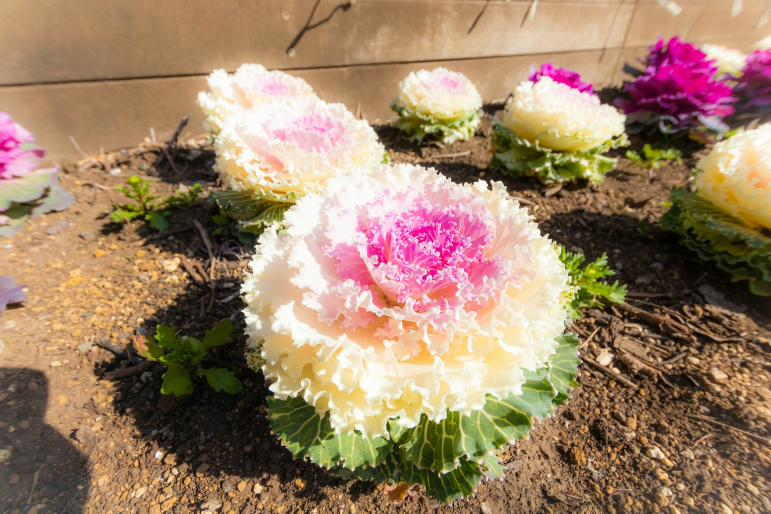 Un bellissimo giardino con fiori di cavolo ornamentale rosa e bianco