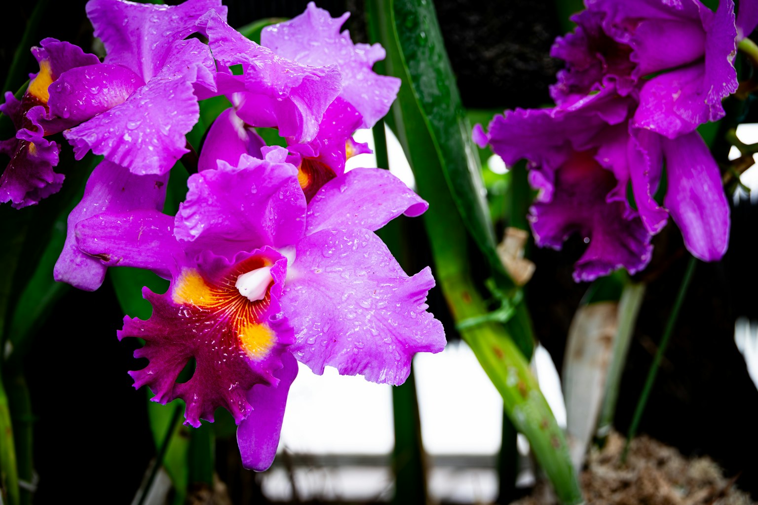 Orchidee Cattleya viola vivace in fiore