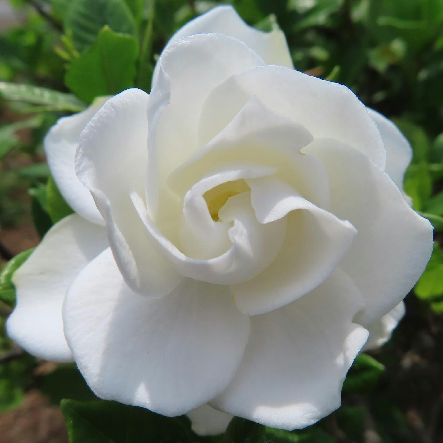 Acercamiento de una flor de gardenia blanca con pétalos delicados