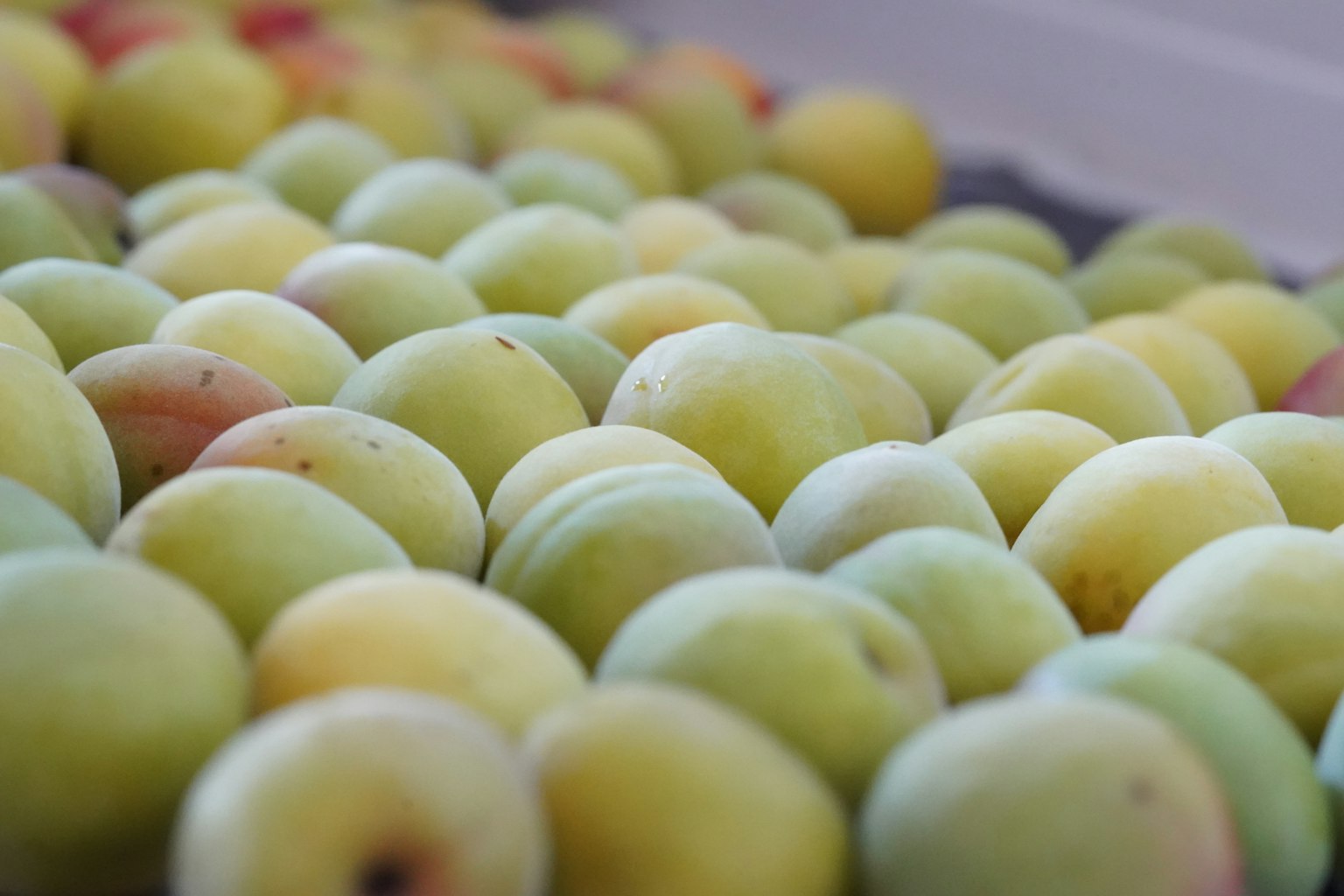 Gros plan de nombreuses pommes vertes disposées côte à côte