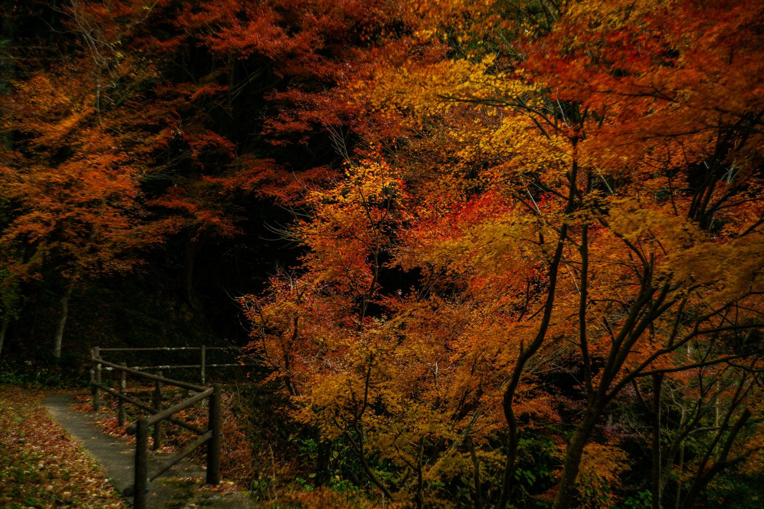 Sentier pittoresque entouré d'un feuillage d'automne vibrant