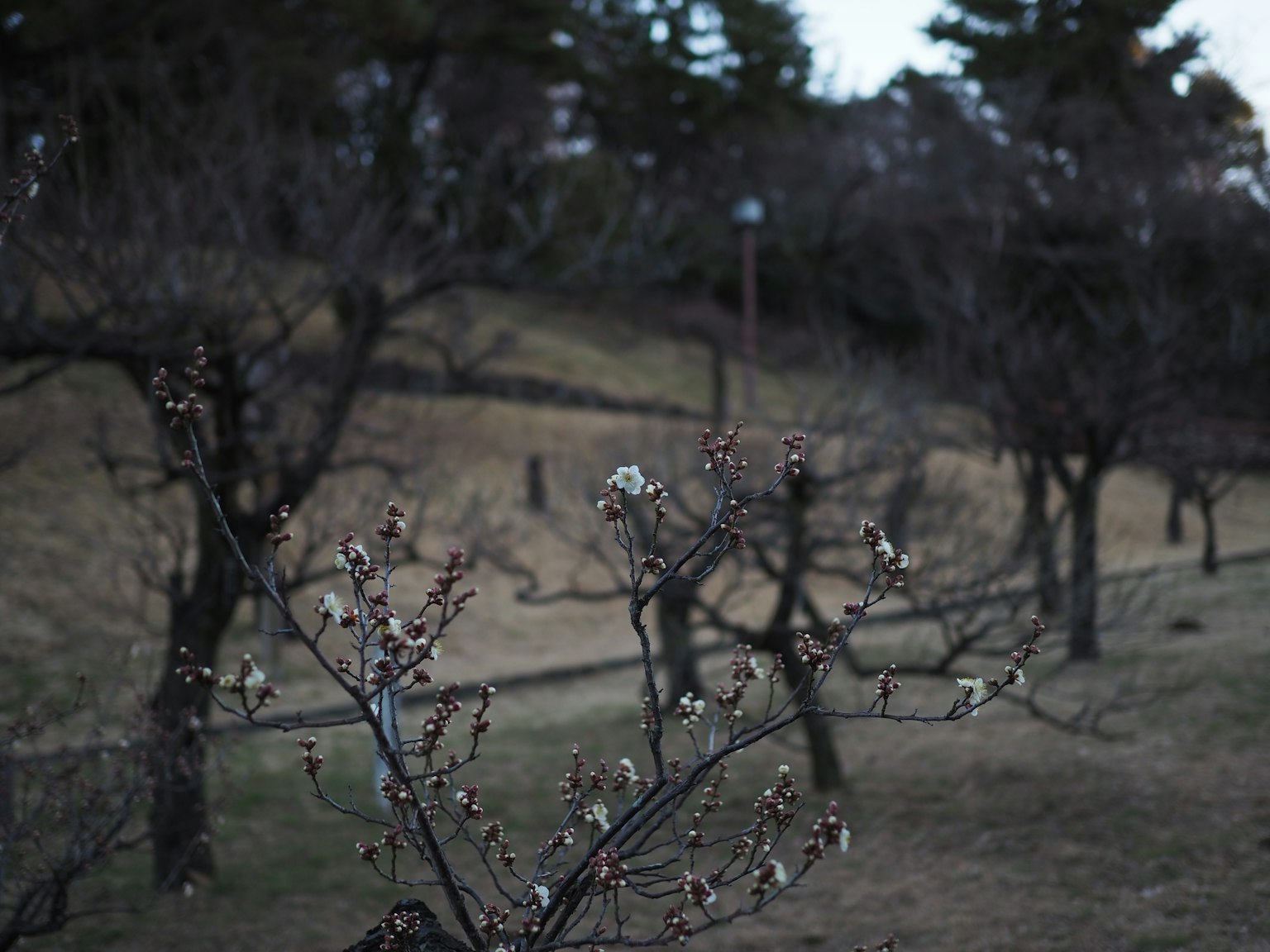 Paesaggio del parco con alberi di ciliegio al crepuscolo