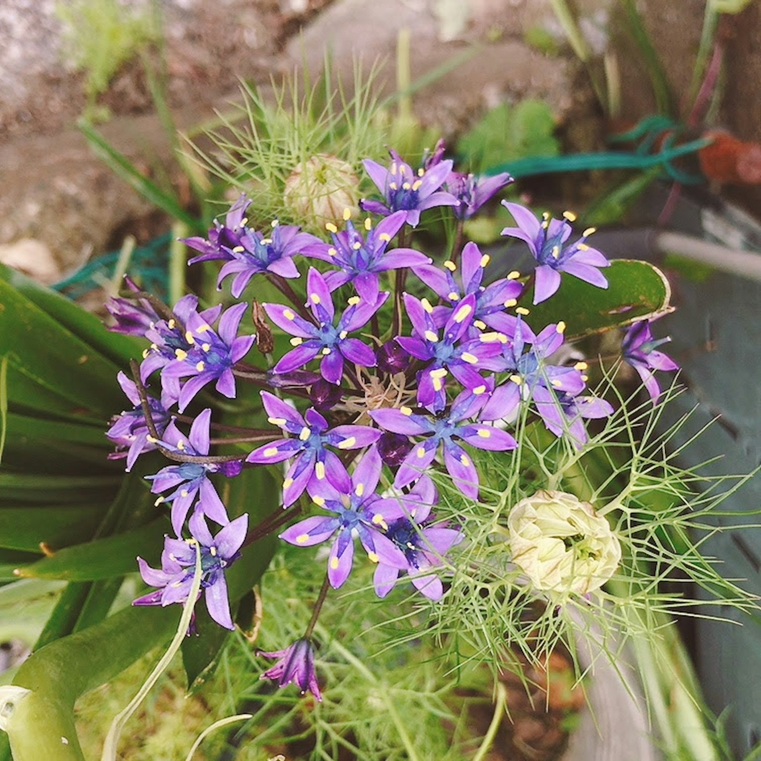 Close-up of a plant with purple flowers featuring green leaves and slender stems