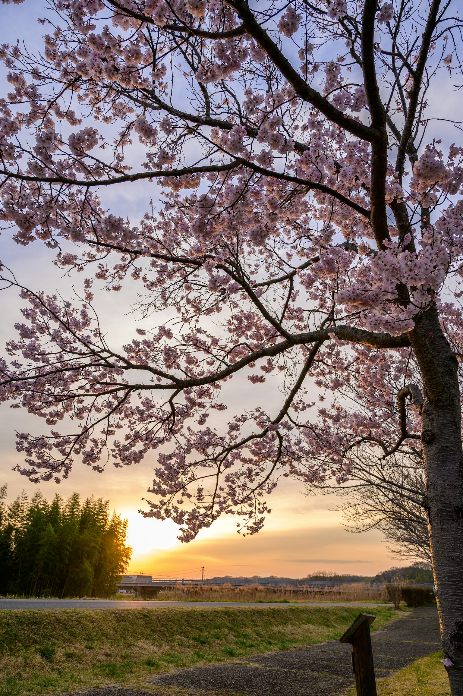 Kirschbaumzweige mit blassen rosa Blüten vor einem Sonnenuntergang