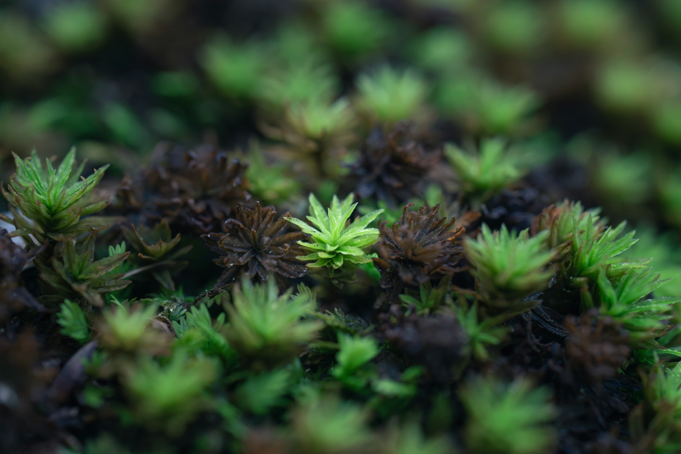 苔むした地面に生える小さな新芽のクローズアップ